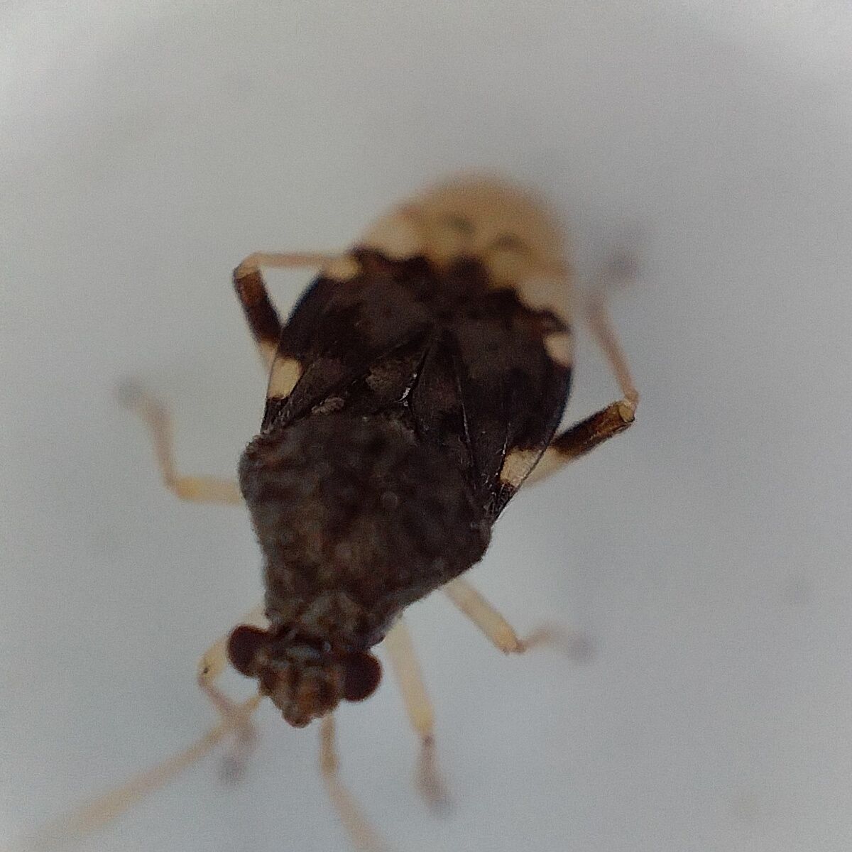 Pycnoderes quadrimaculatus