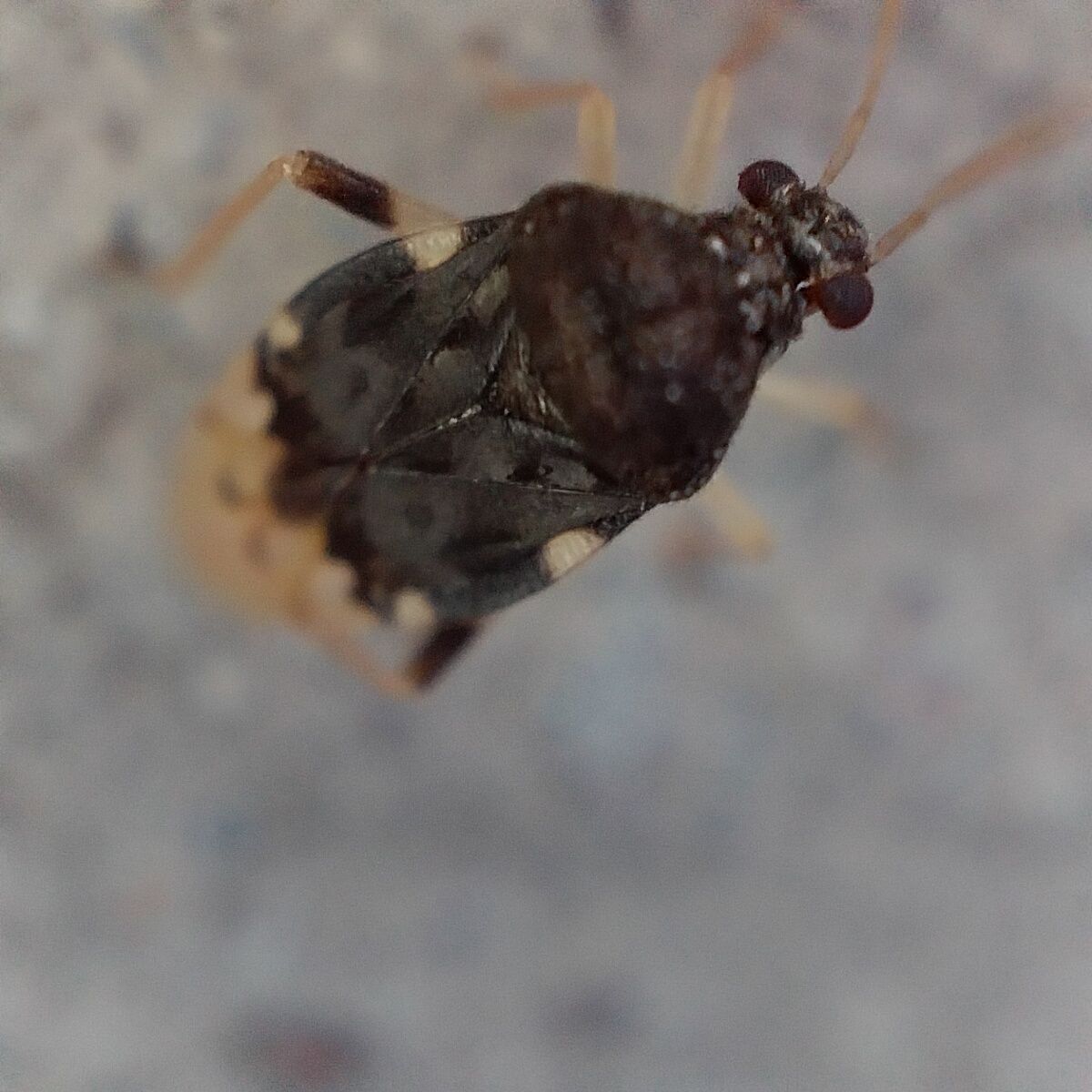 Pycnoderes quadrimaculatus