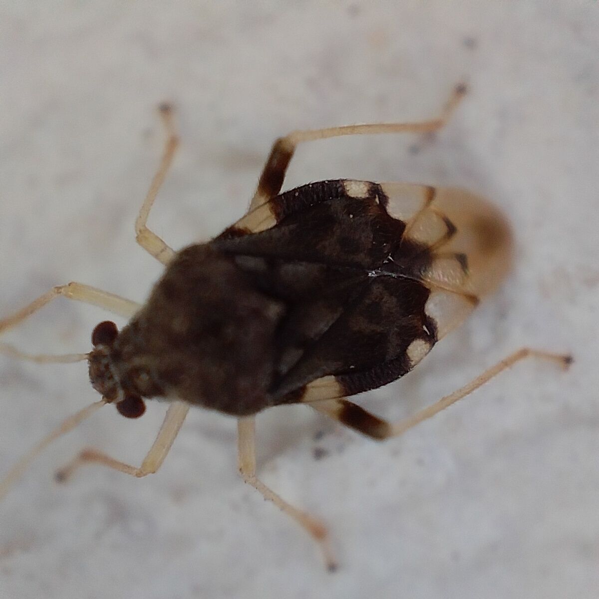 Pycnoderes quadrimaculatus