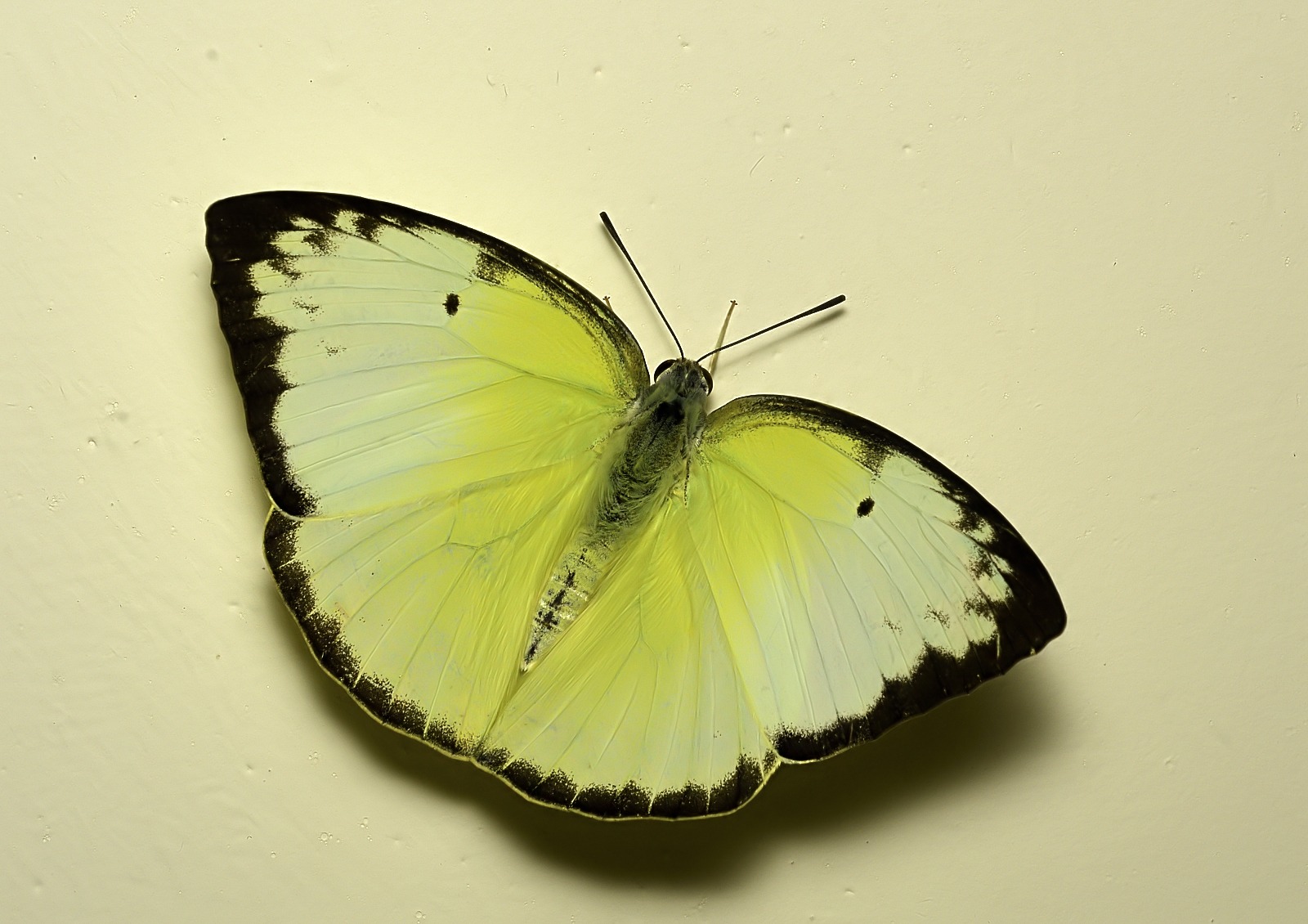 Catopsilia pomona
