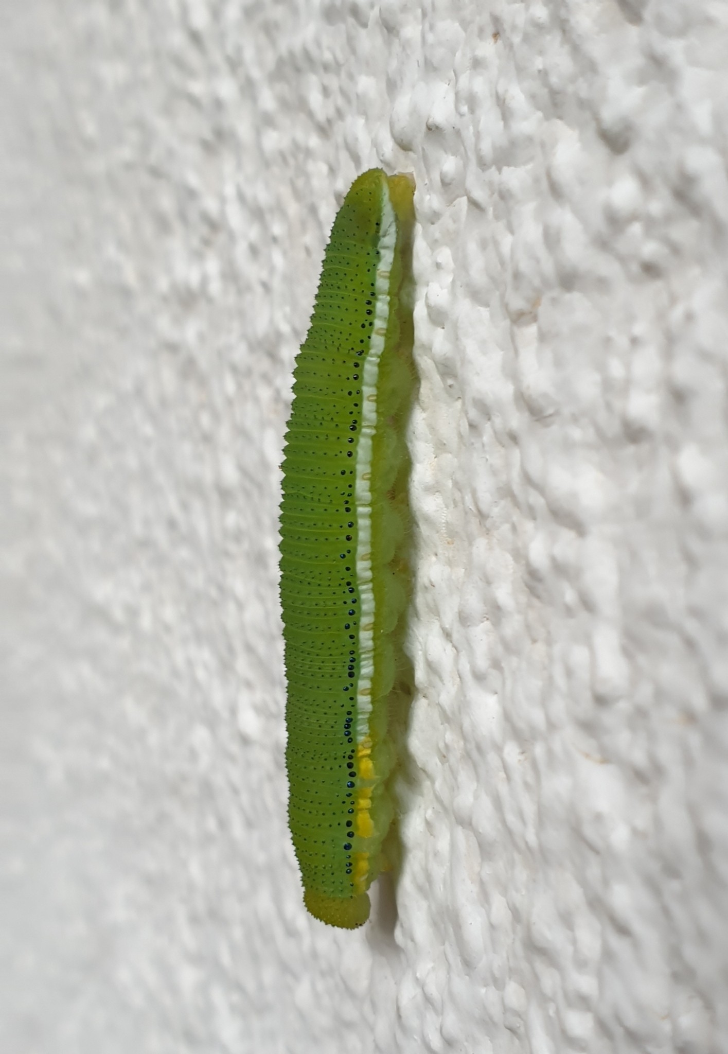 Catopsilia pomona