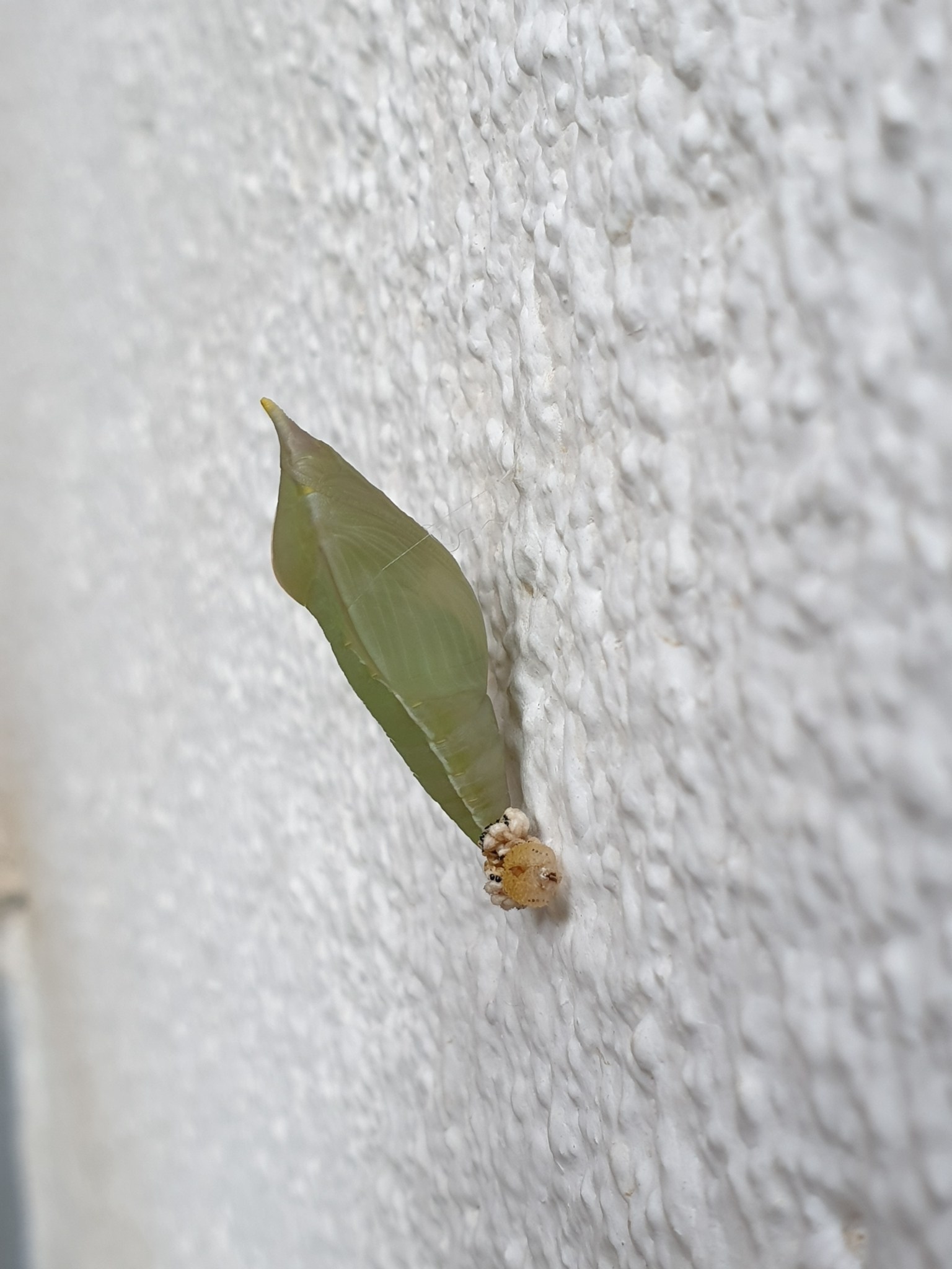 Catopsilia pomona