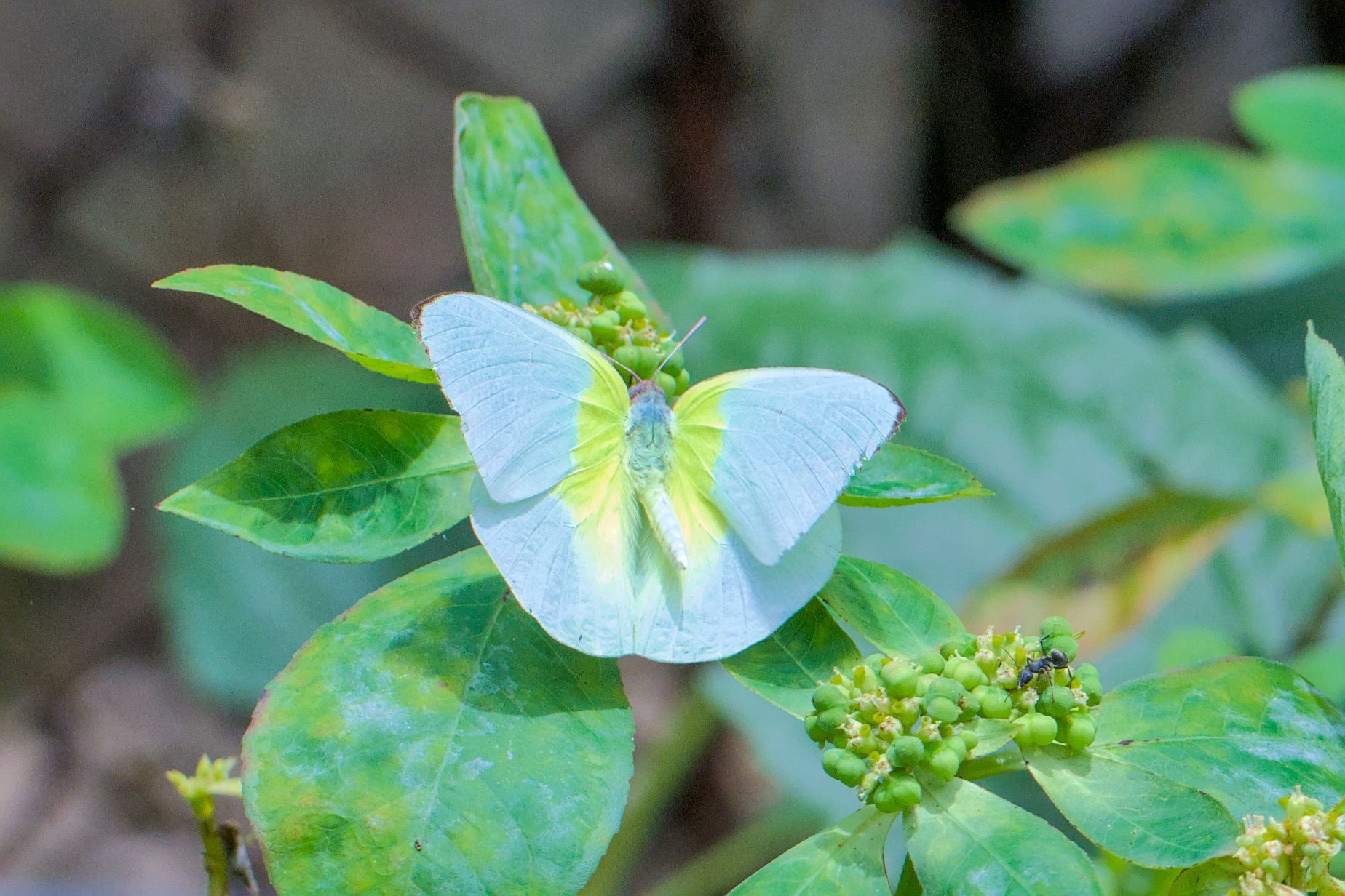 Catopsilia pomona