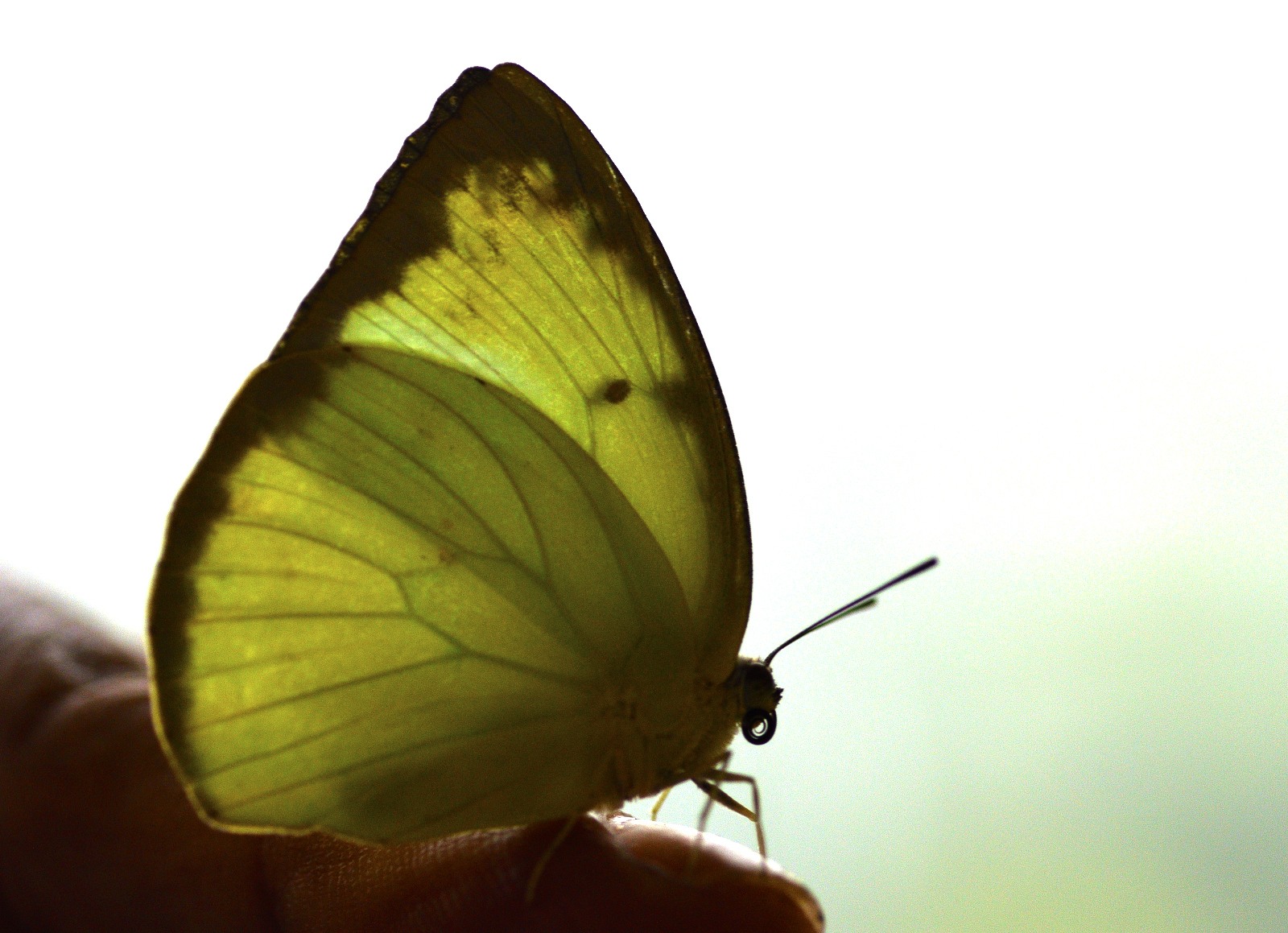 Catopsilia pomona