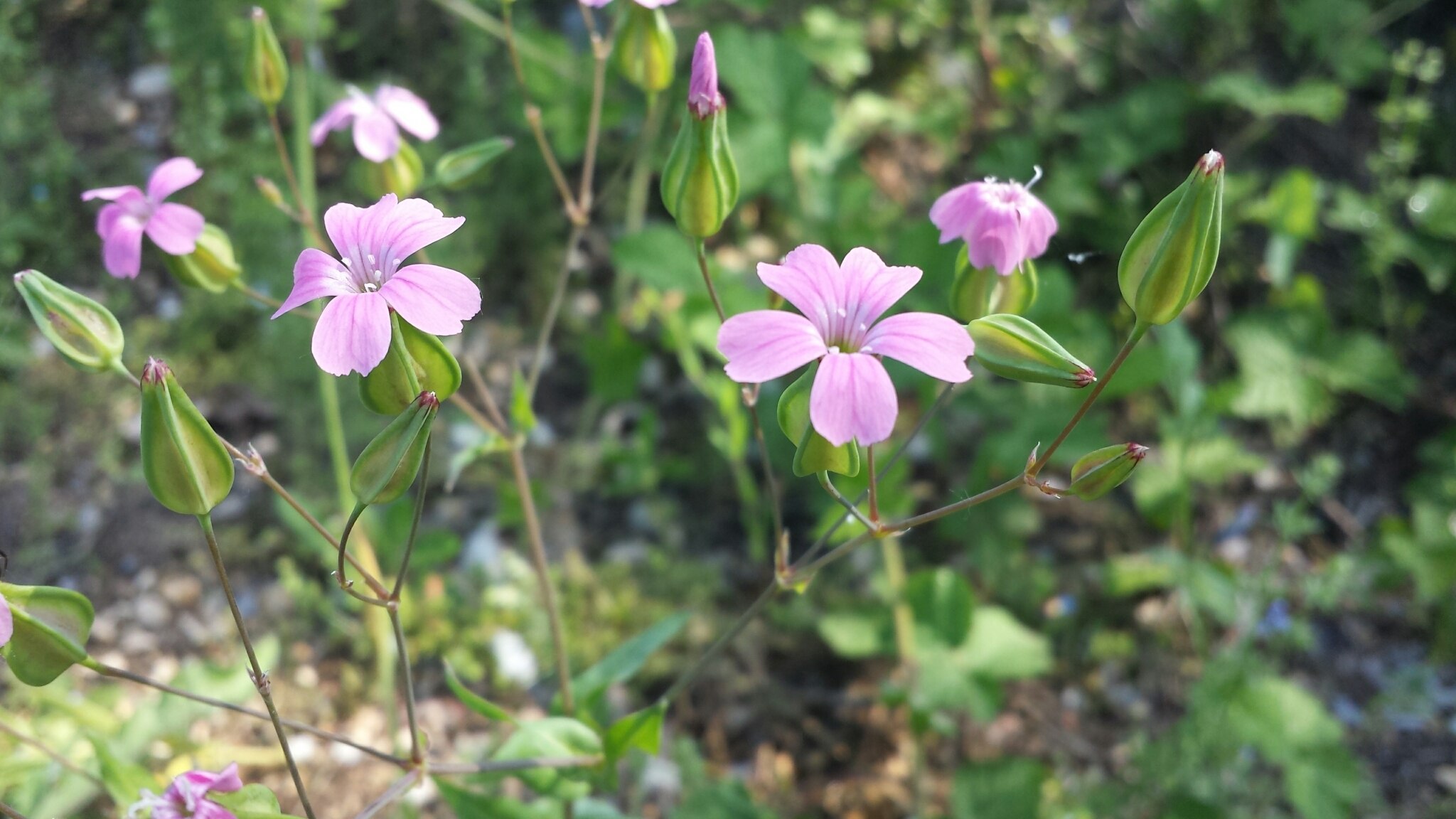 Gypsophila vaccaria