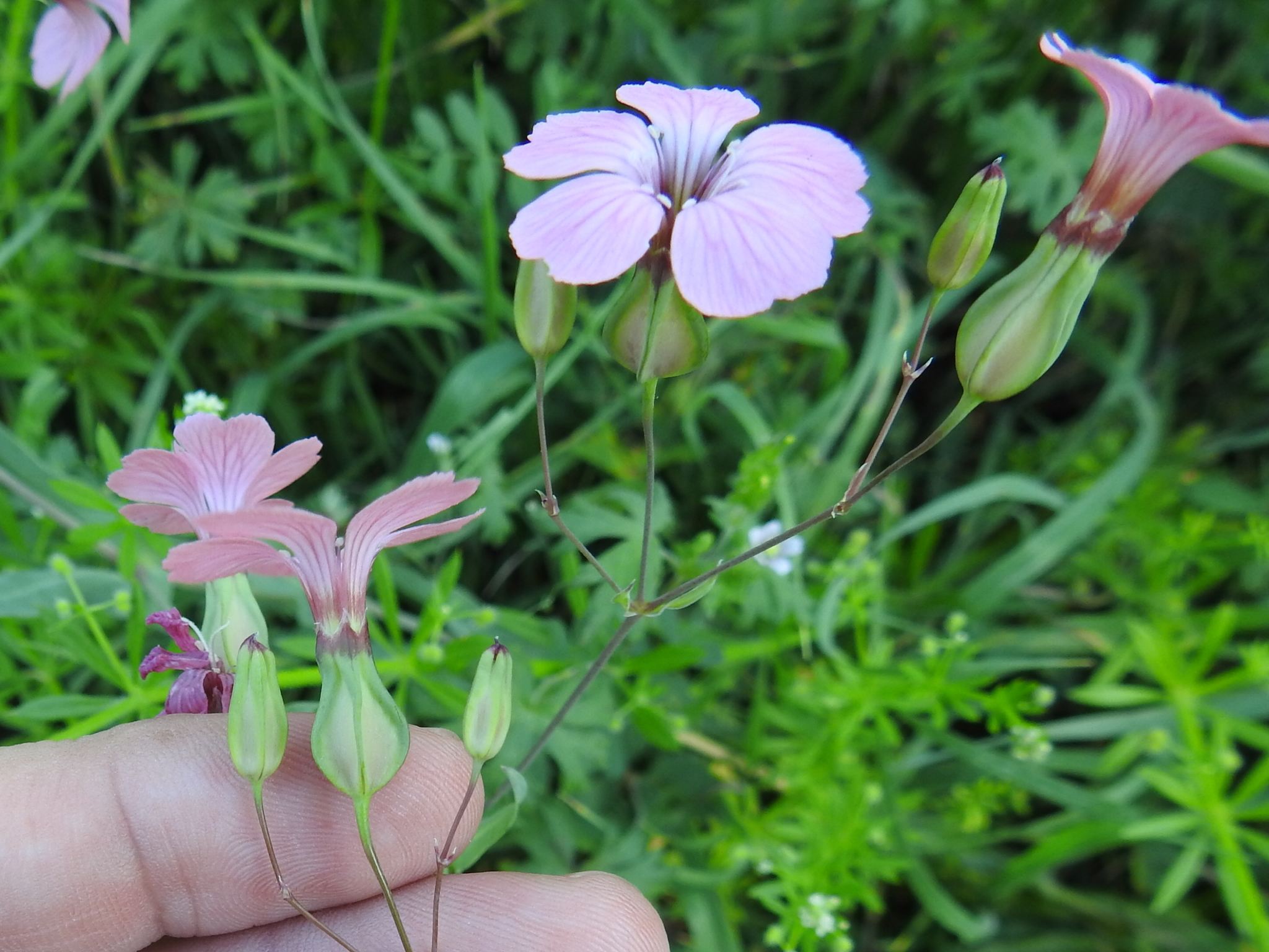 Gypsophila vaccaria