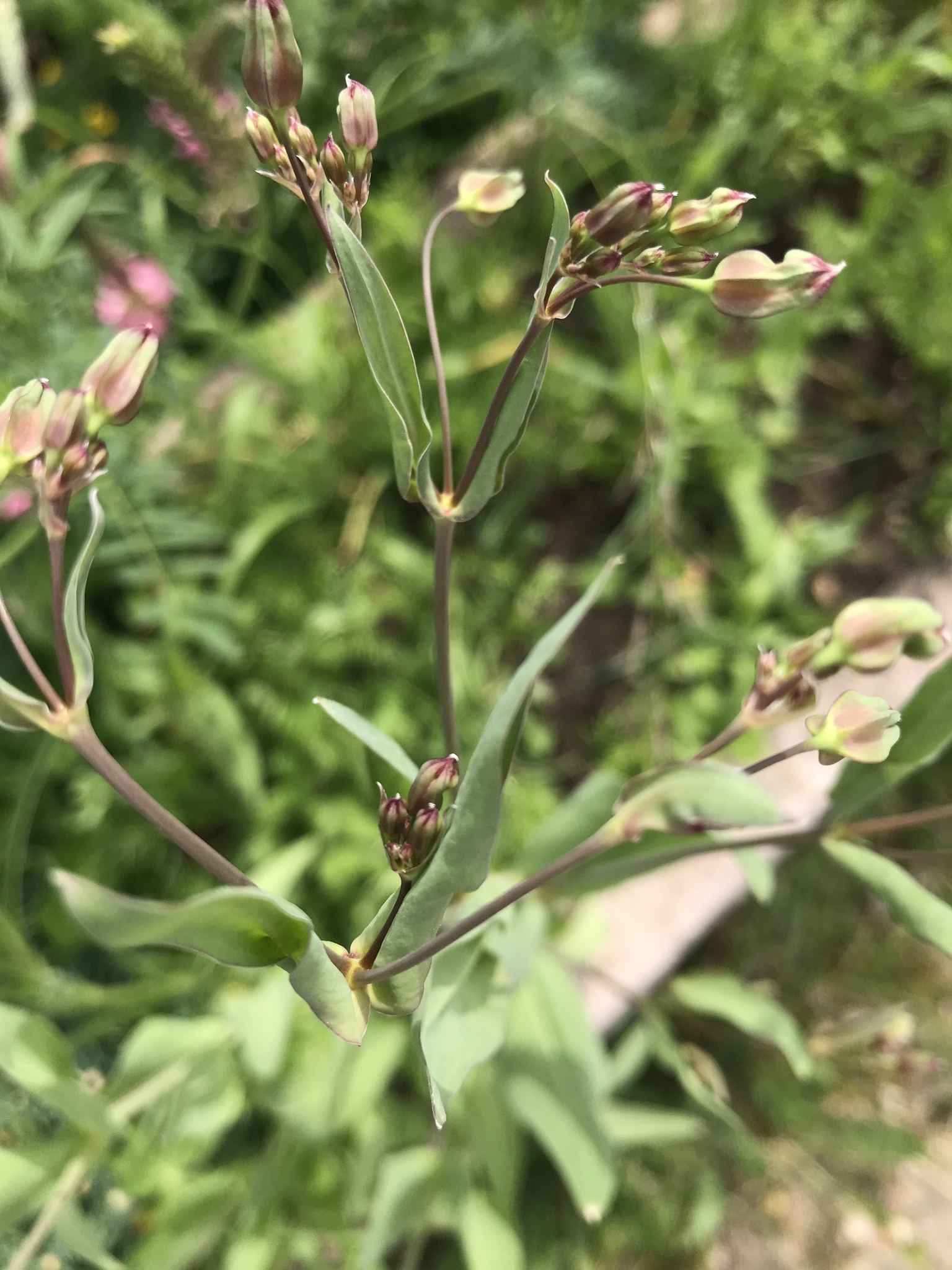 Gypsophila vaccaria