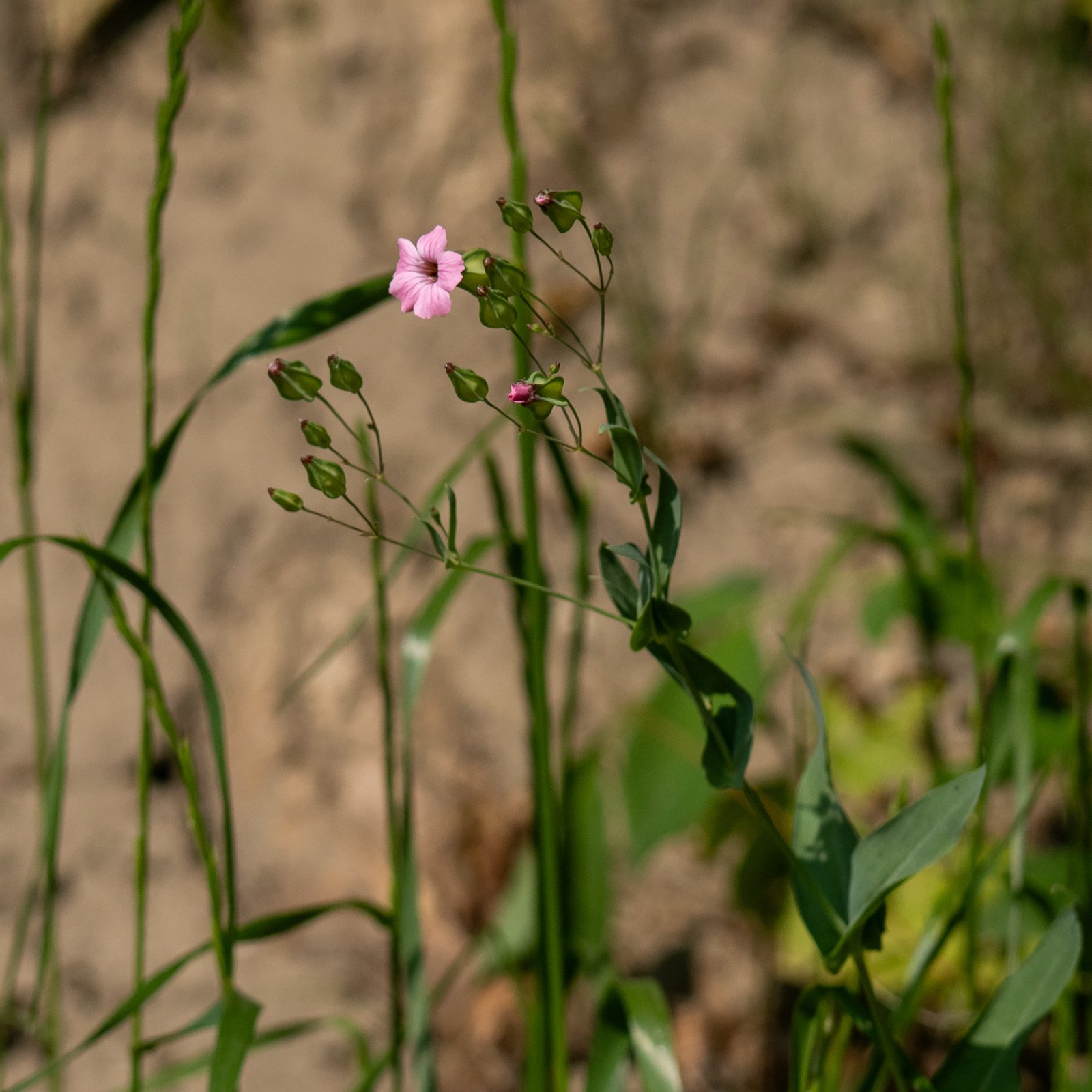 Gypsophila vaccaria