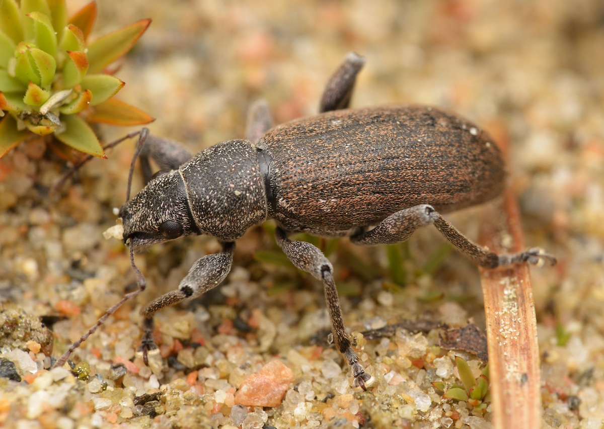 Brachyderes