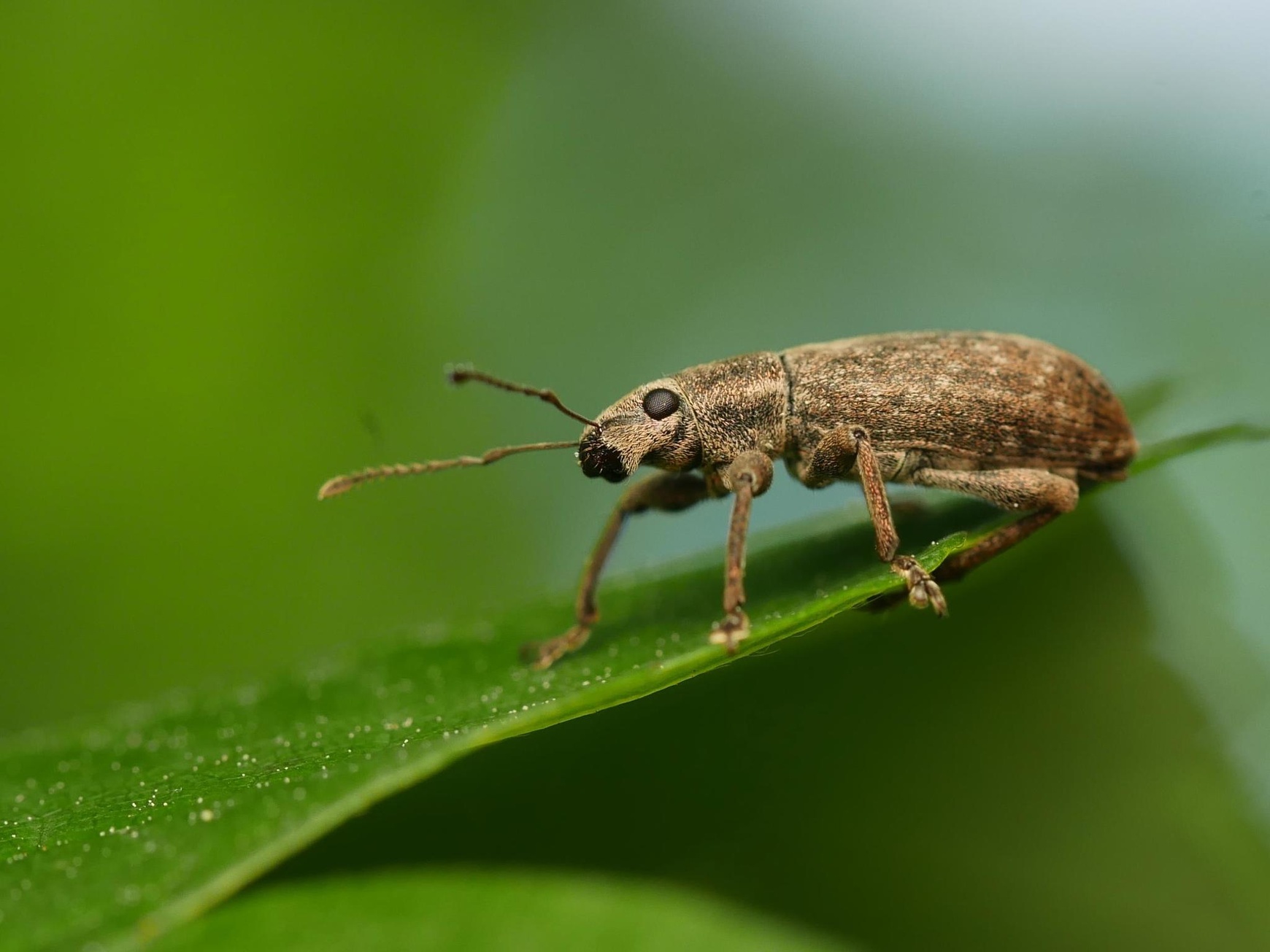 Brachyderes