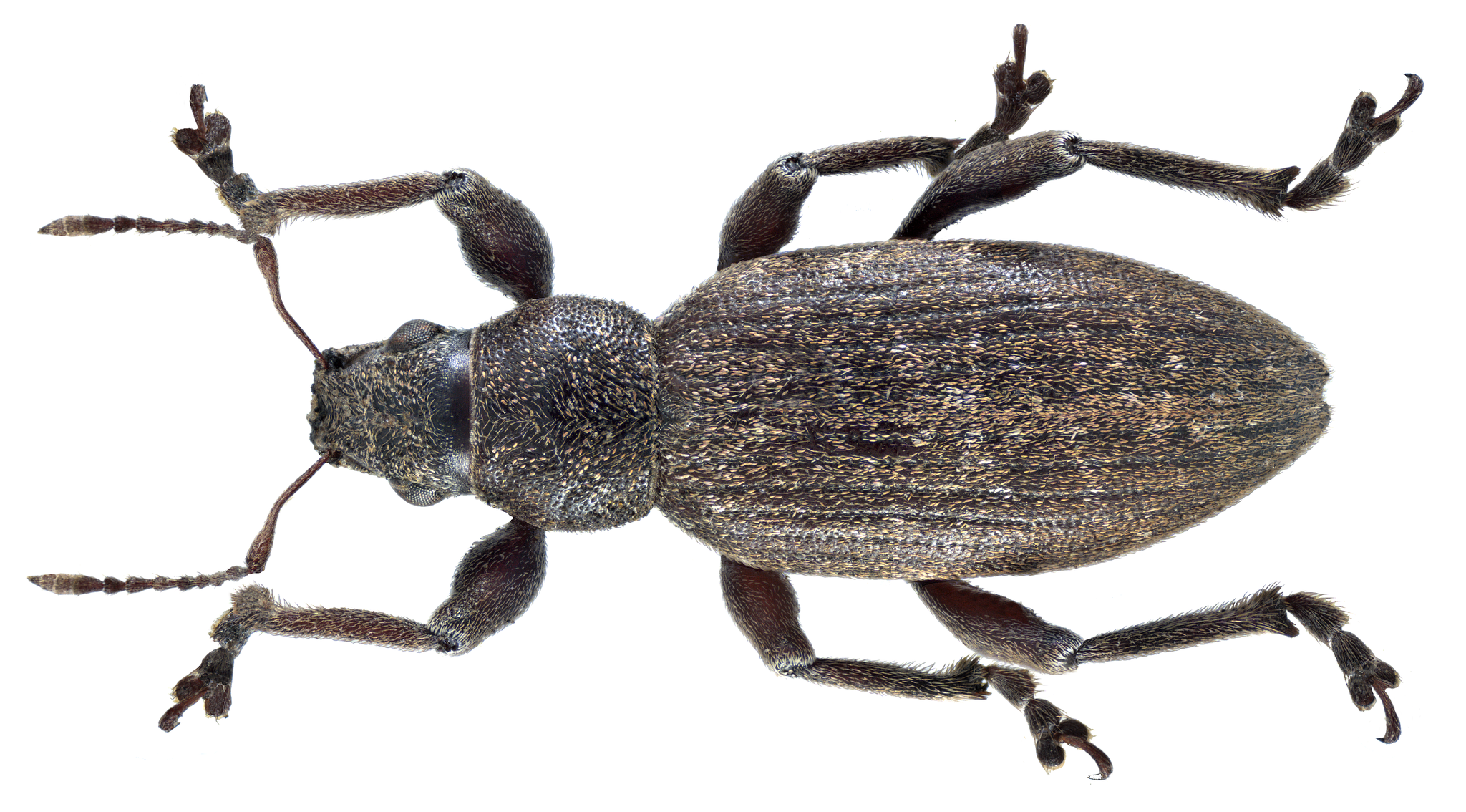Brachyderes