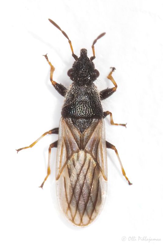 Microplax interrupta