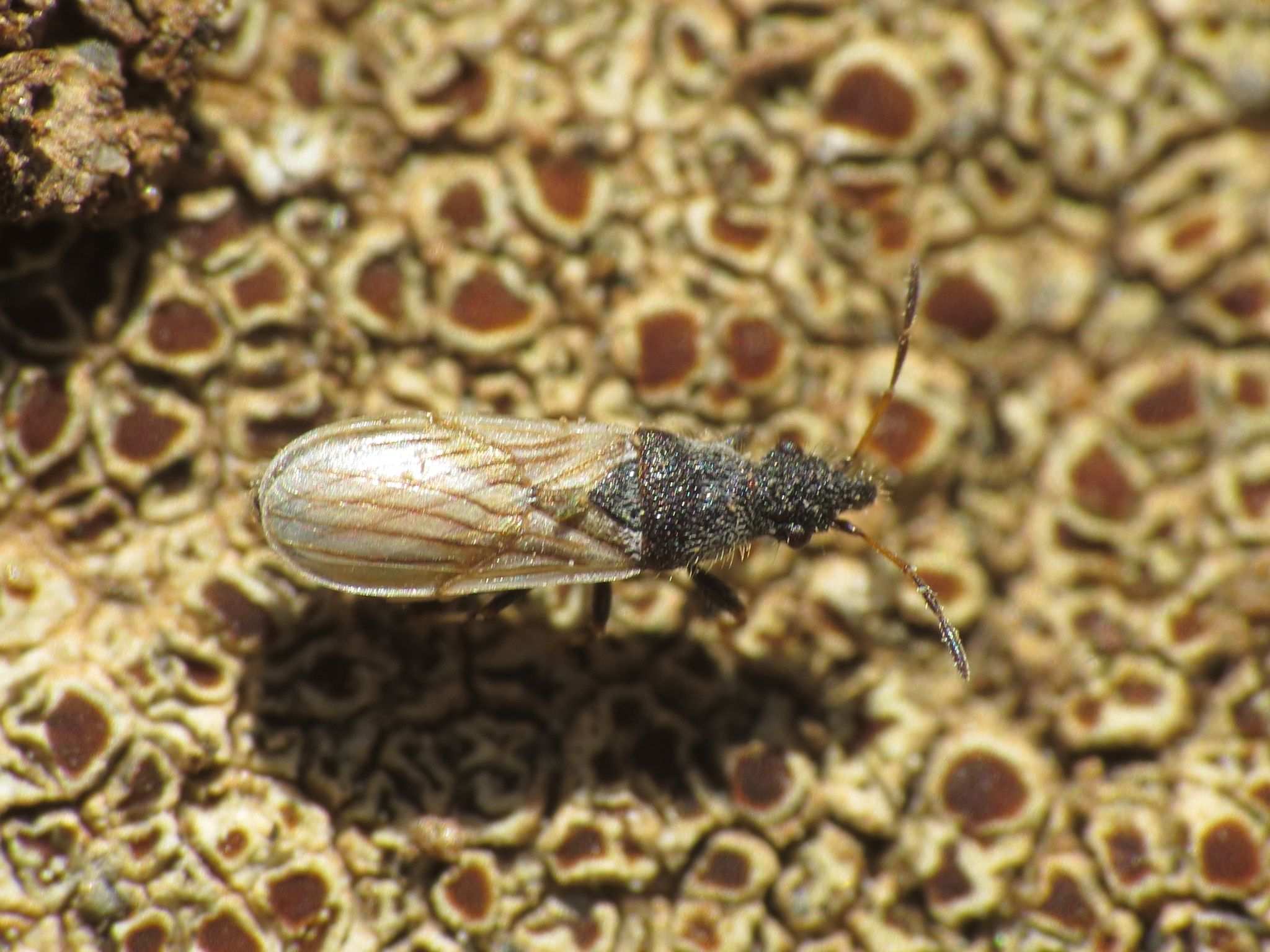 Microplax interrupta
