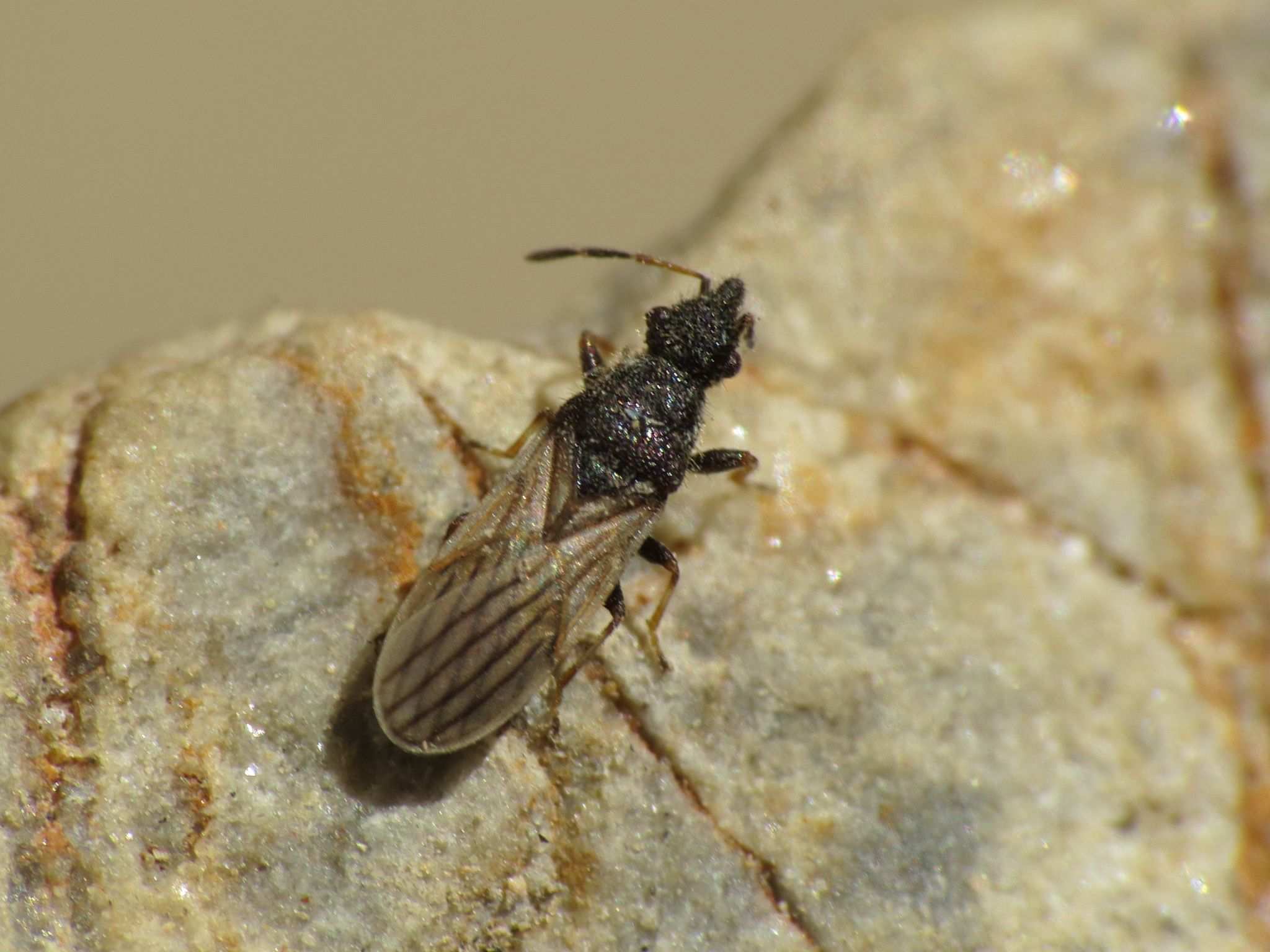 Microplax interrupta