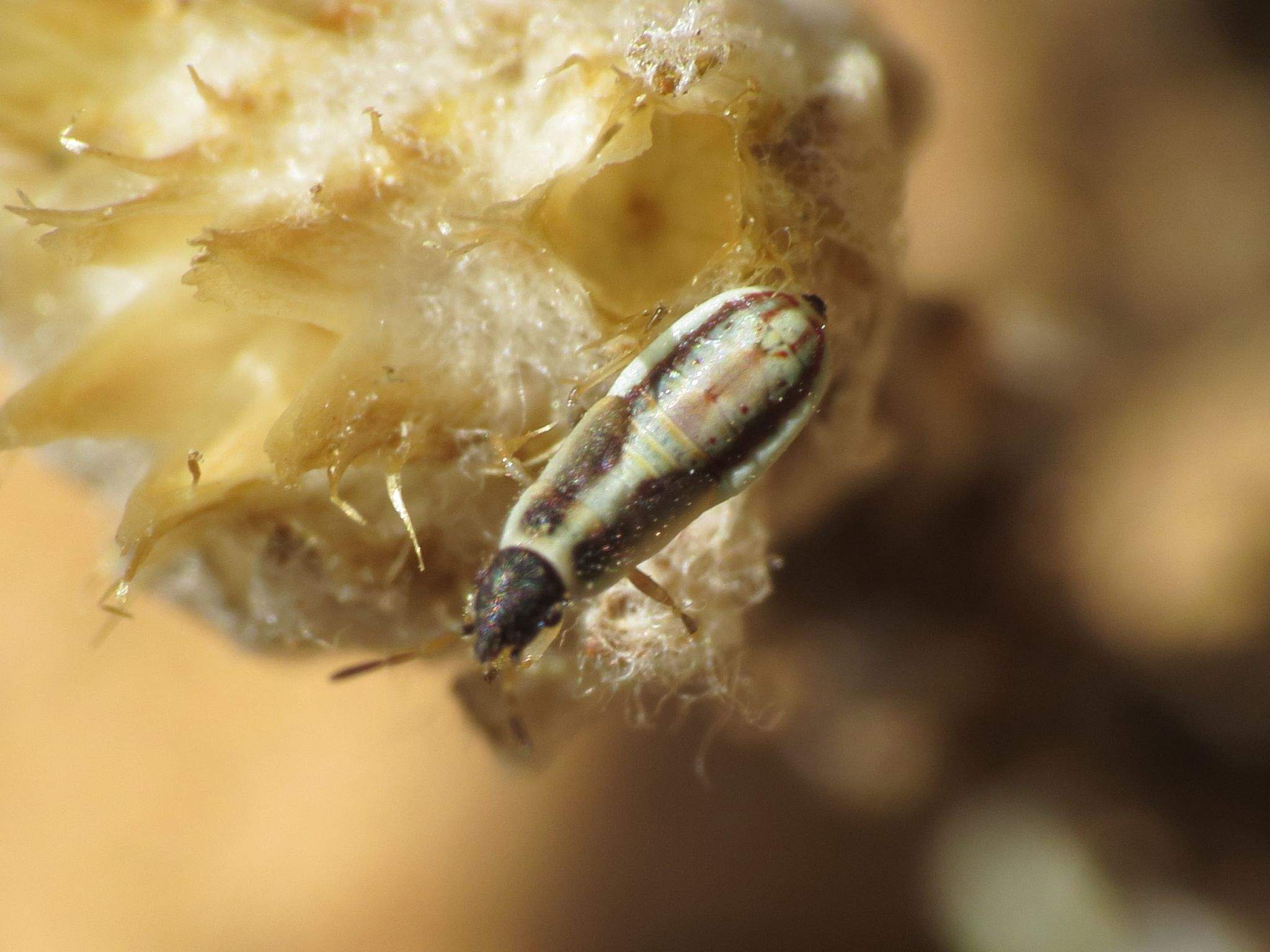 Microplax interrupta