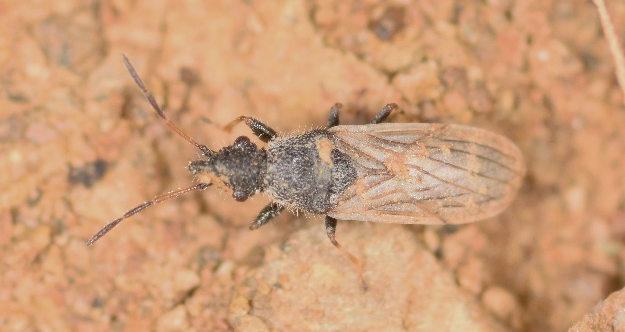 Microplax interrupta