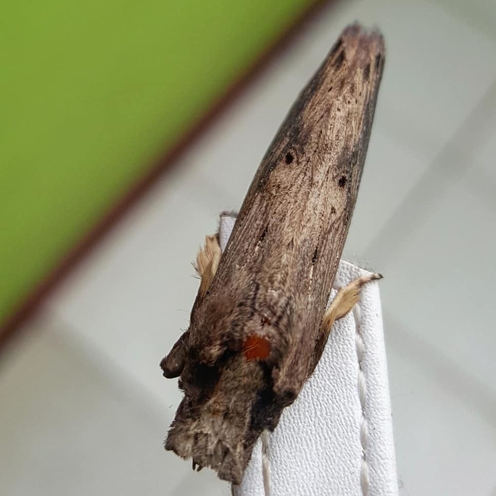 Nystalea ebalea