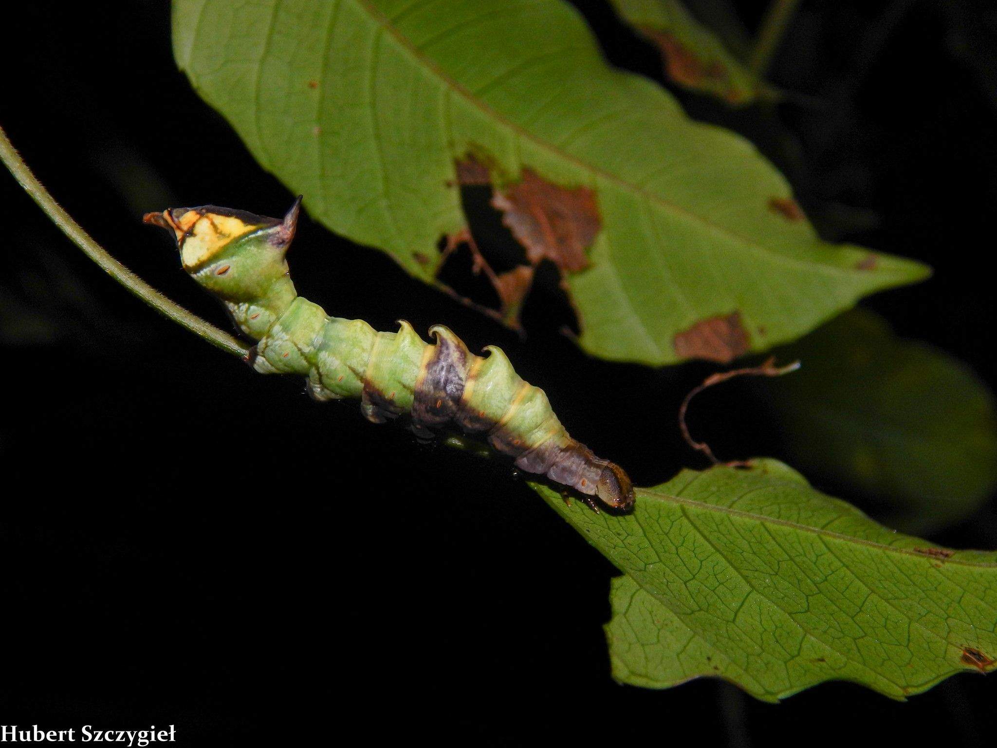 Nystalea ebalea