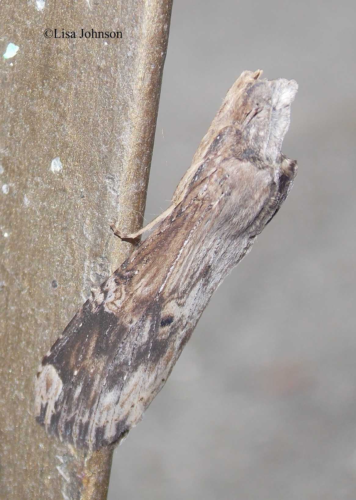 Nystalea ebalea