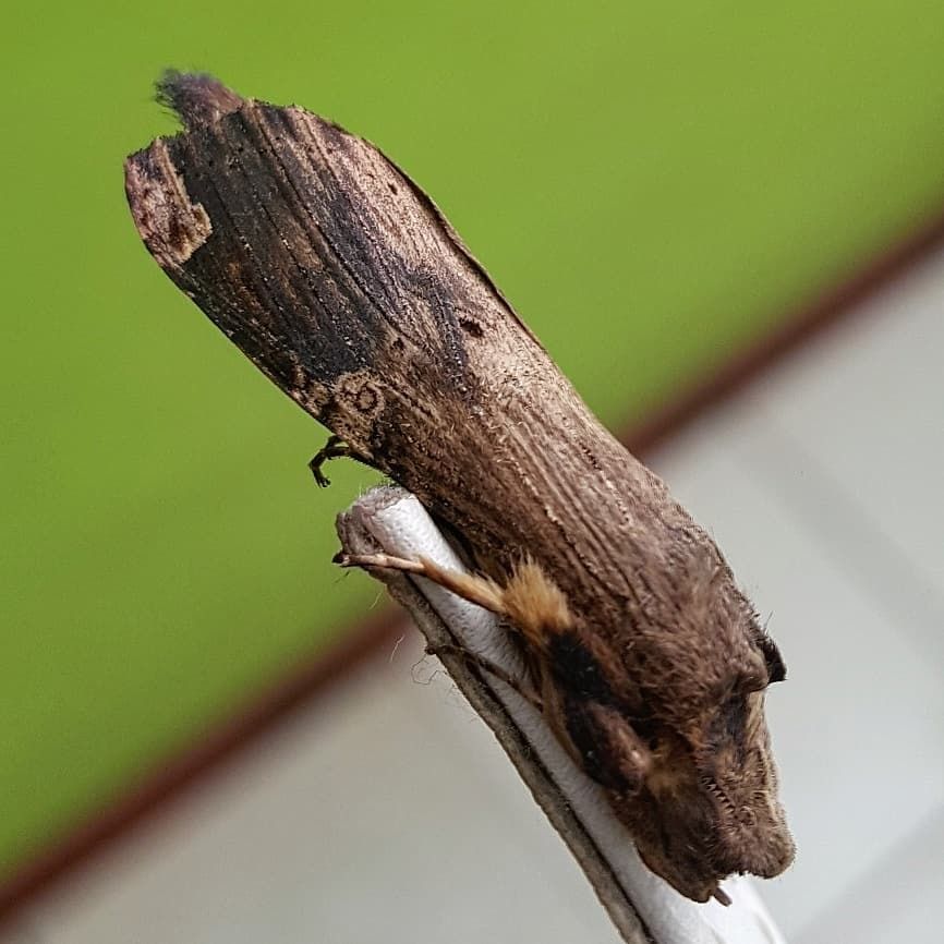 Nystalea ebalea