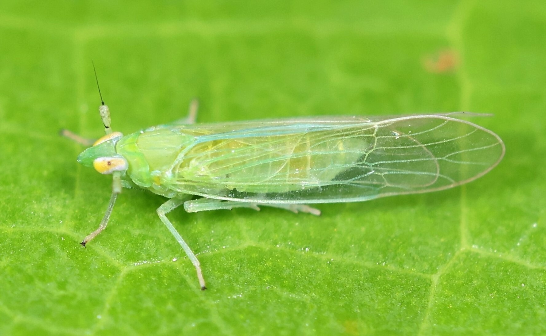 Saccharosydne saccharivora