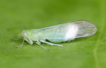 Saccharosydne saccharivora