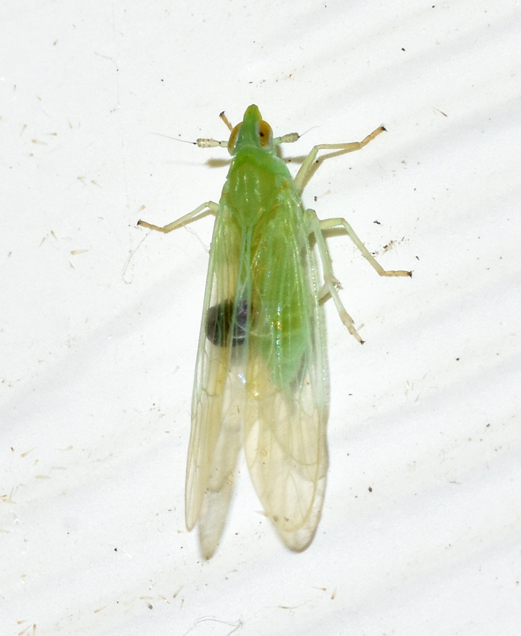 Saccharosydne saccharivora