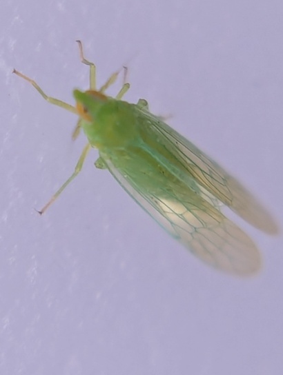 Saccharosydne saccharivora