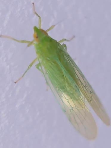 Saccharosydne saccharivora