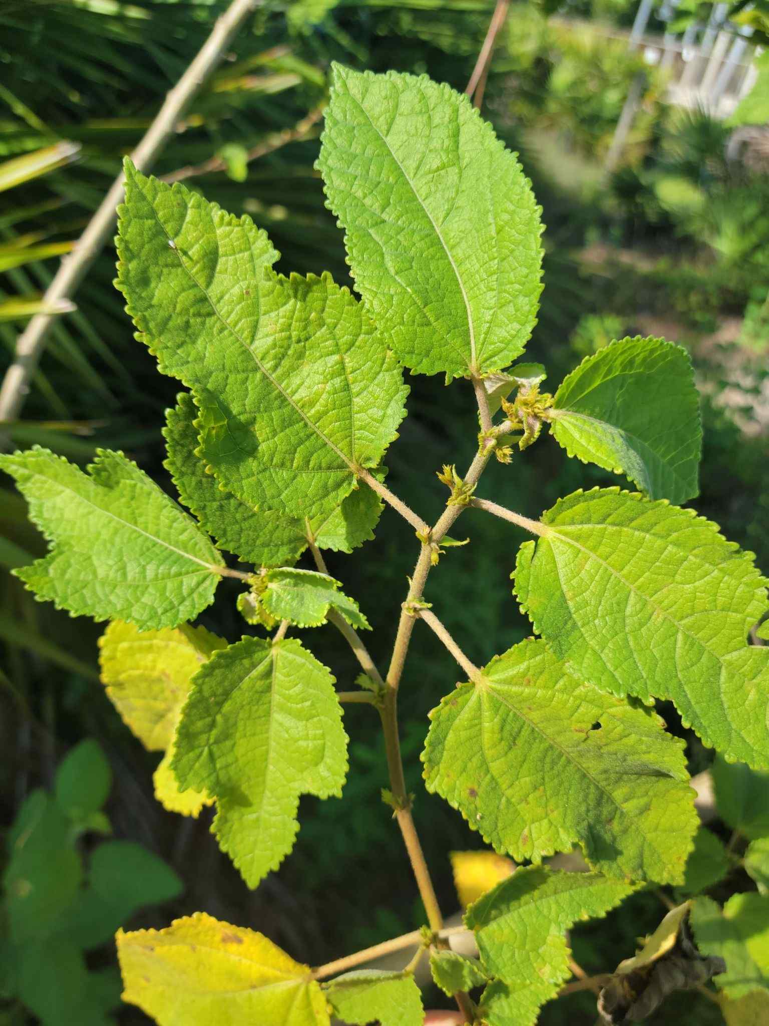 Triumfetta semitriloba