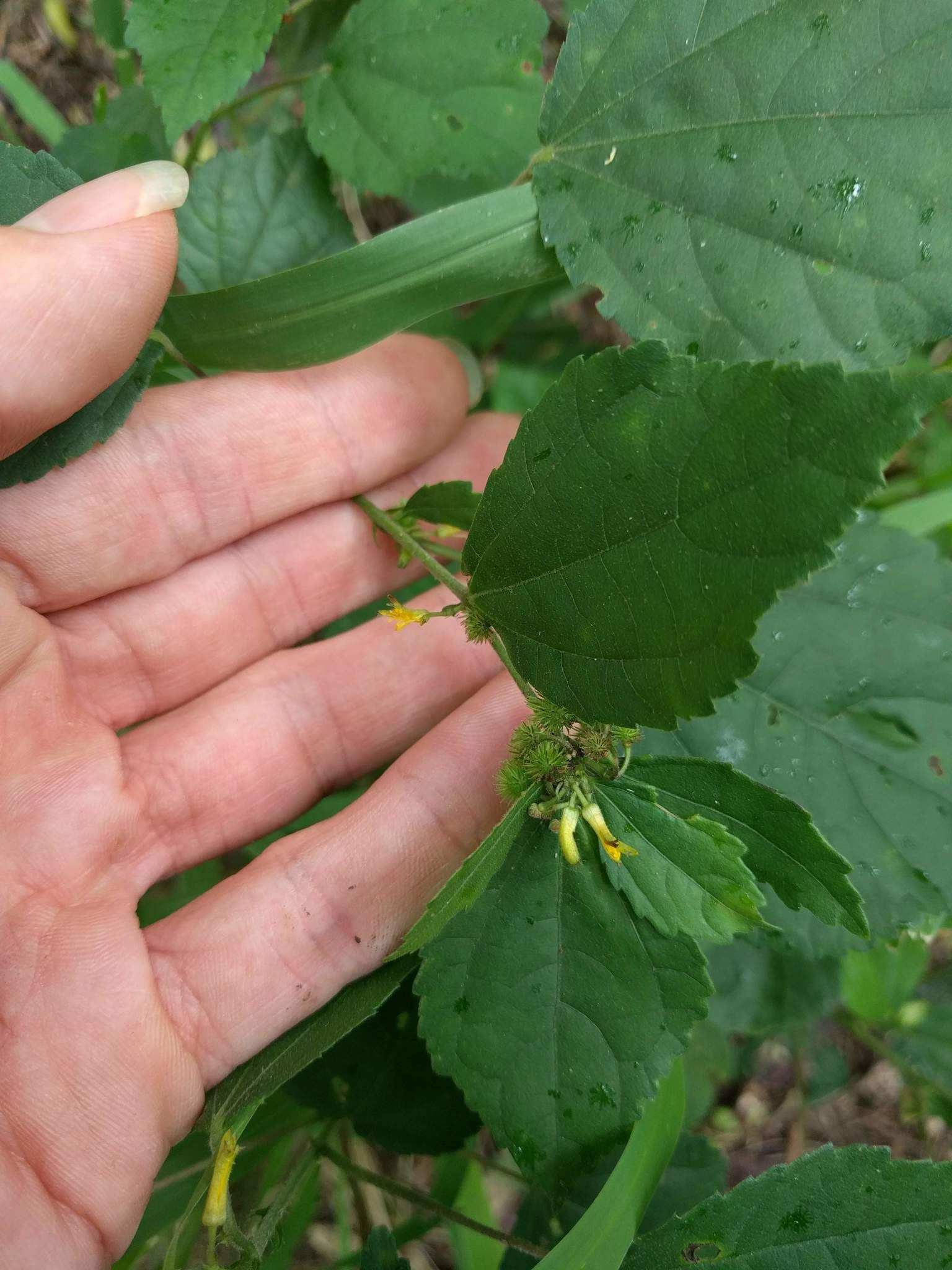 Triumfetta semitriloba