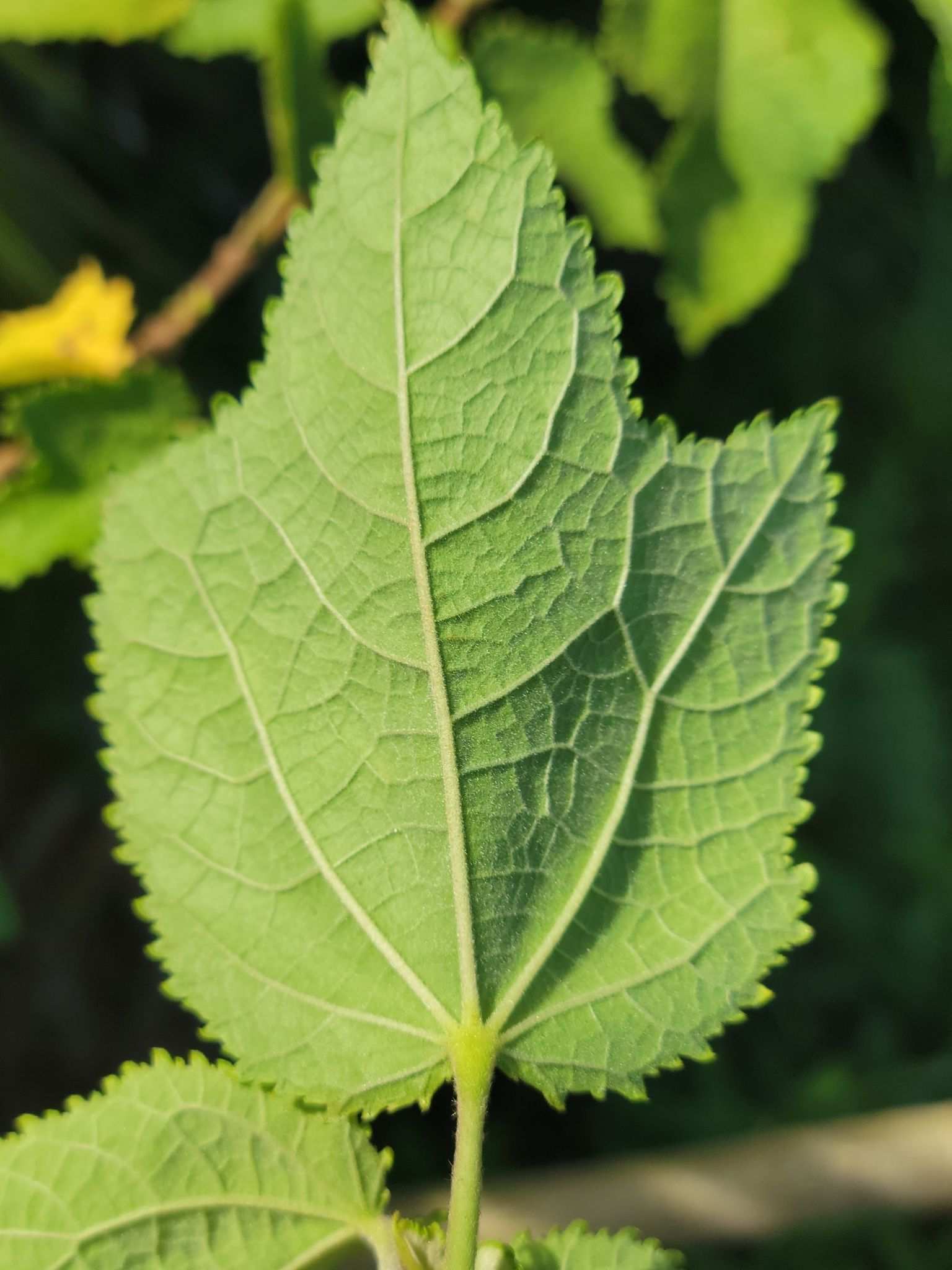 Triumfetta semitriloba