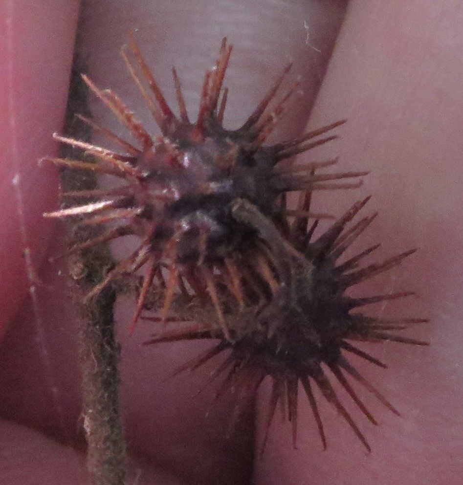 Triumfetta semitriloba