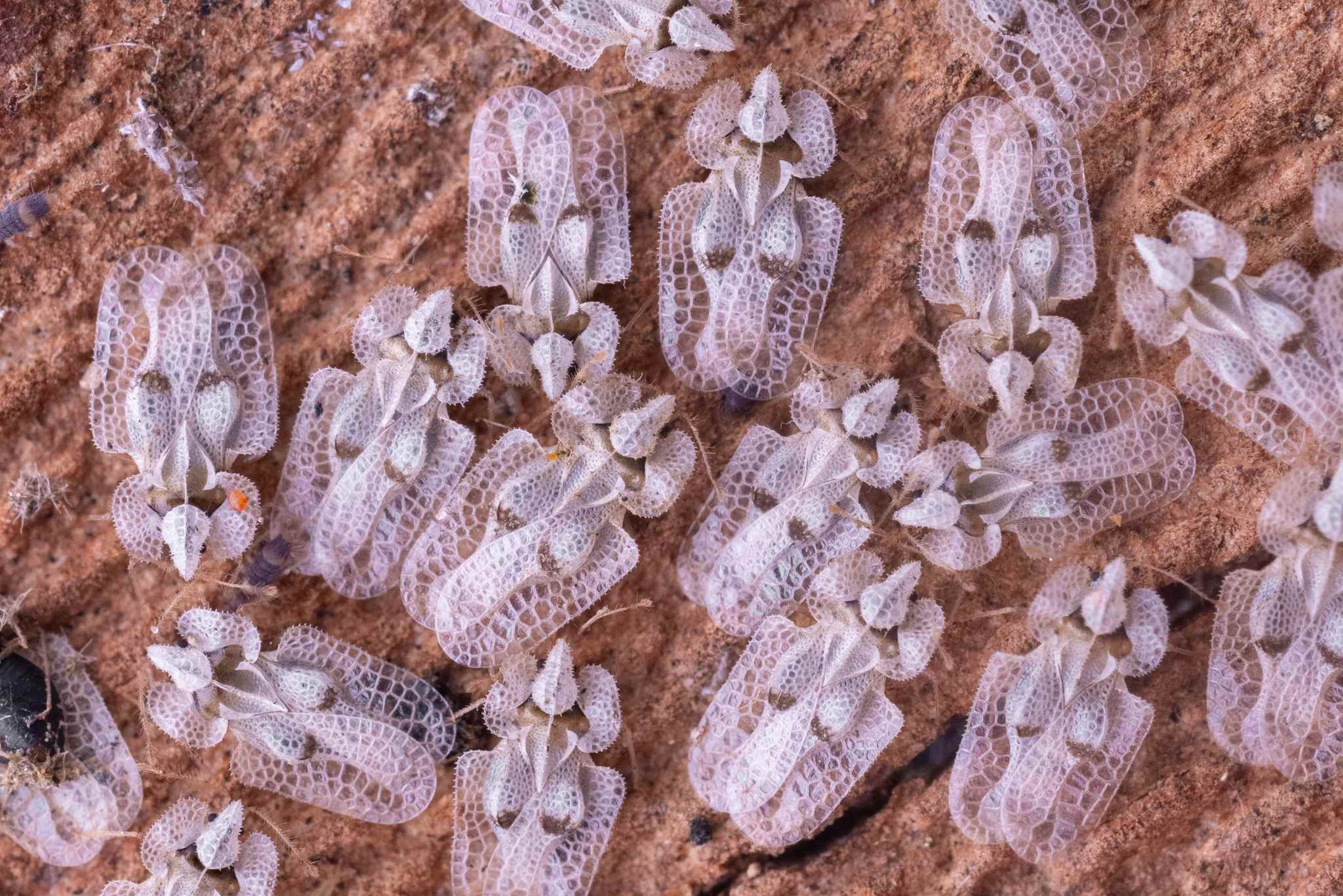 Corythucha ciliata