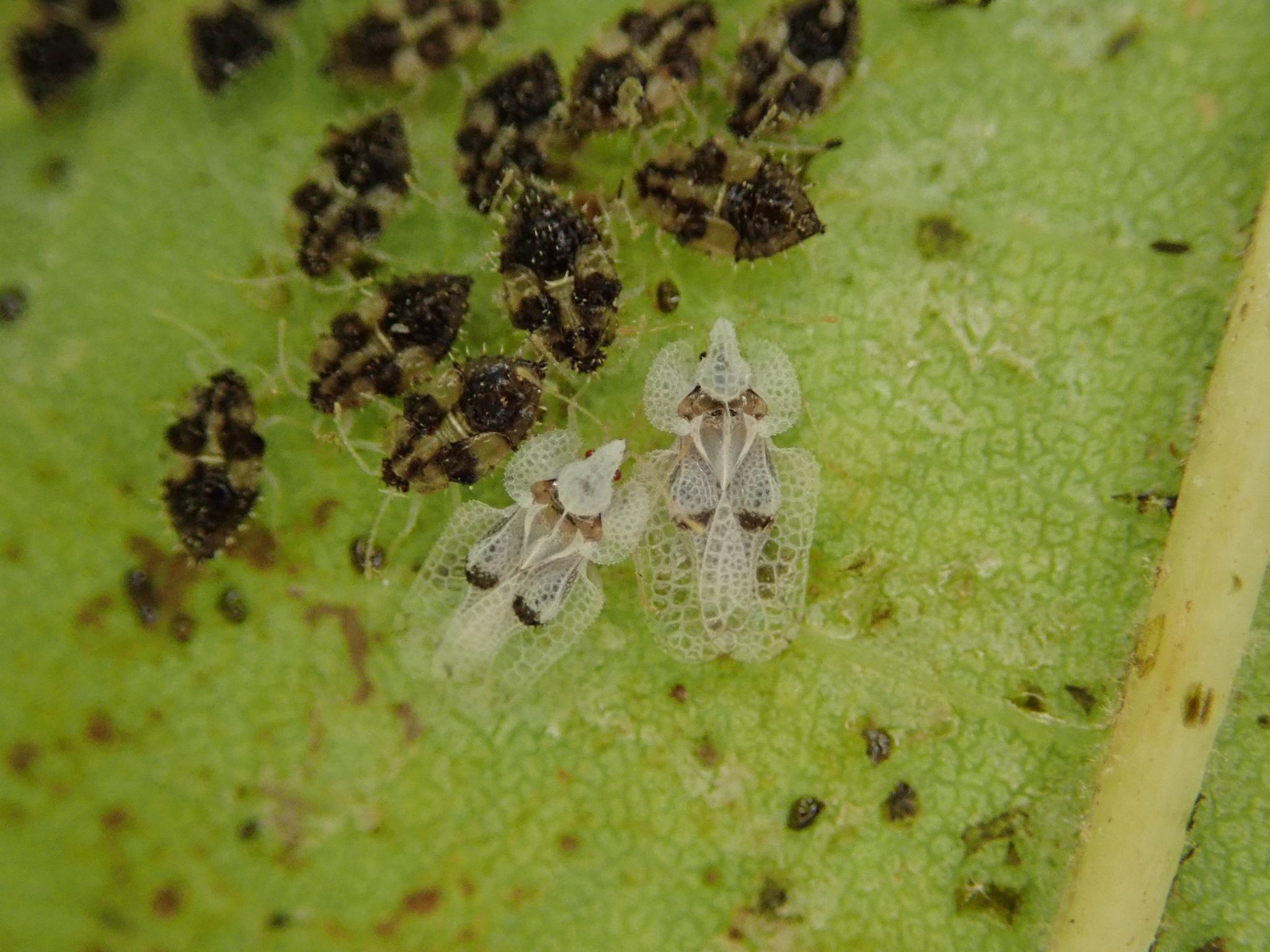 Corythucha ciliata