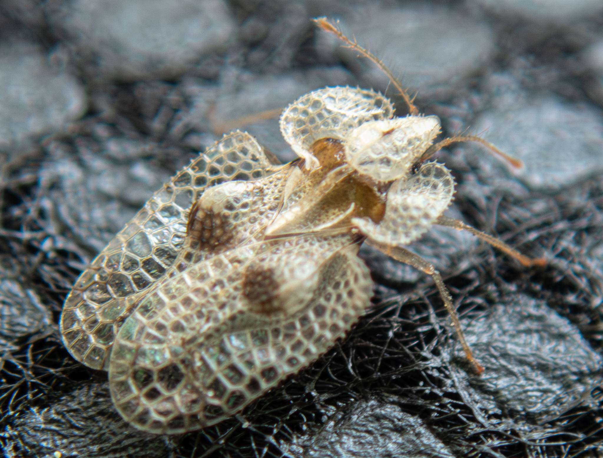 Corythucha ciliata