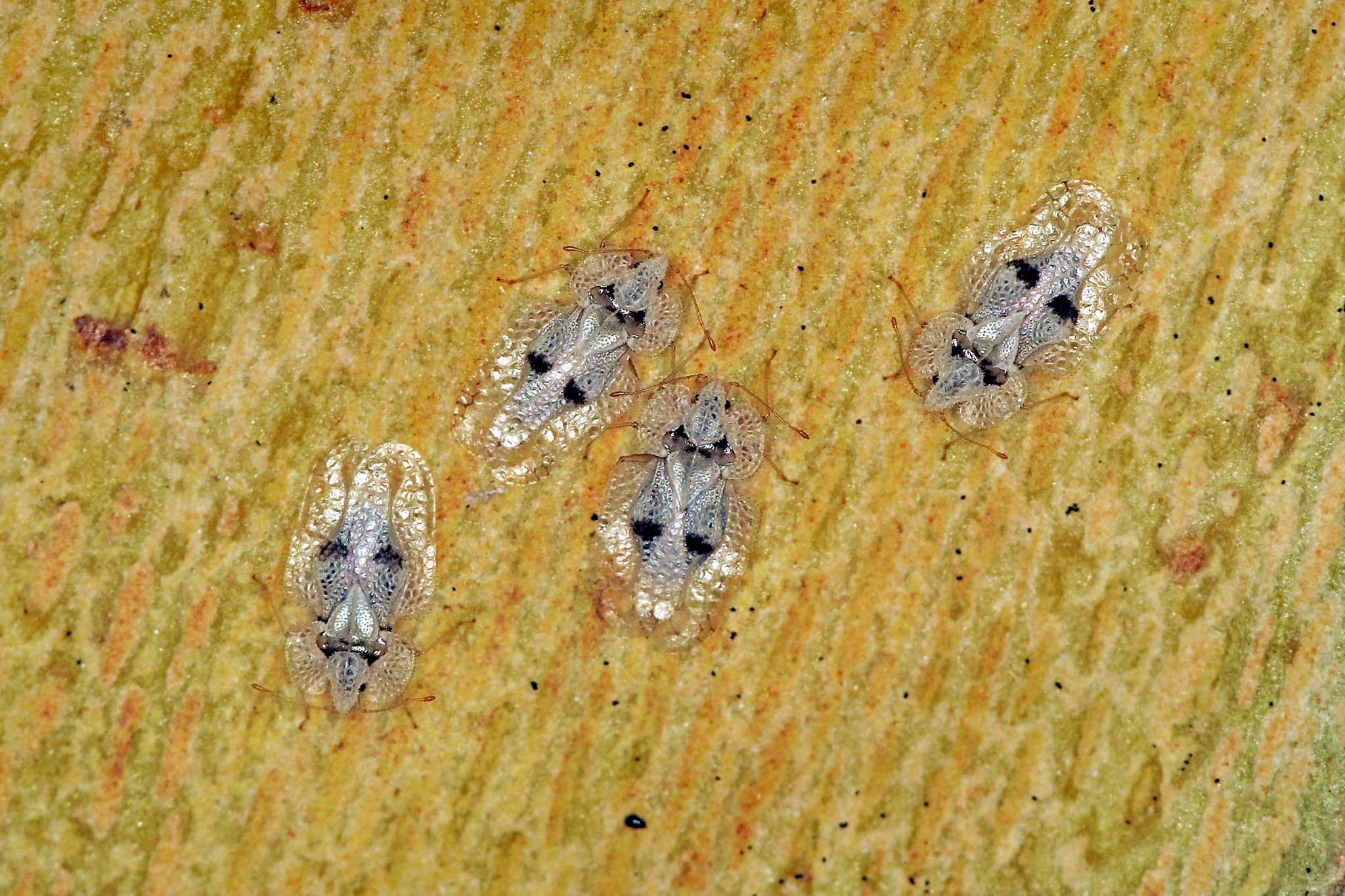 Corythucha ciliata