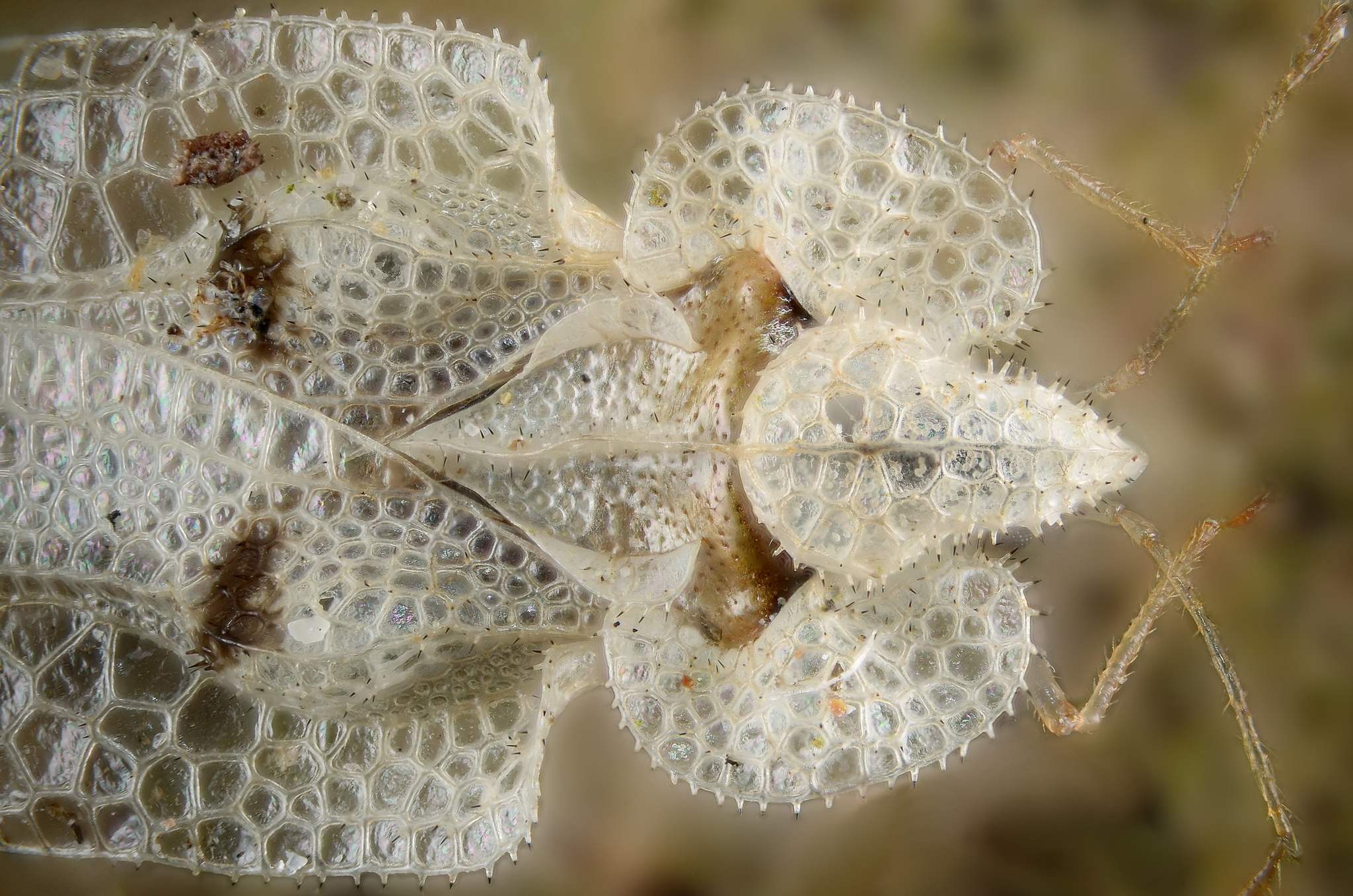 Corythucha ciliata