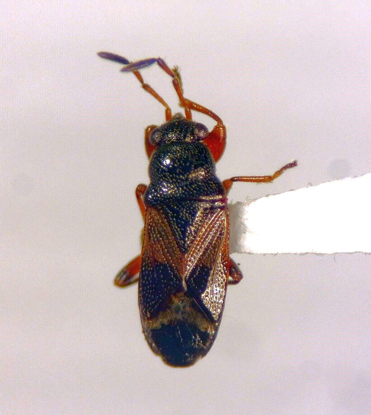 Kolenetrus