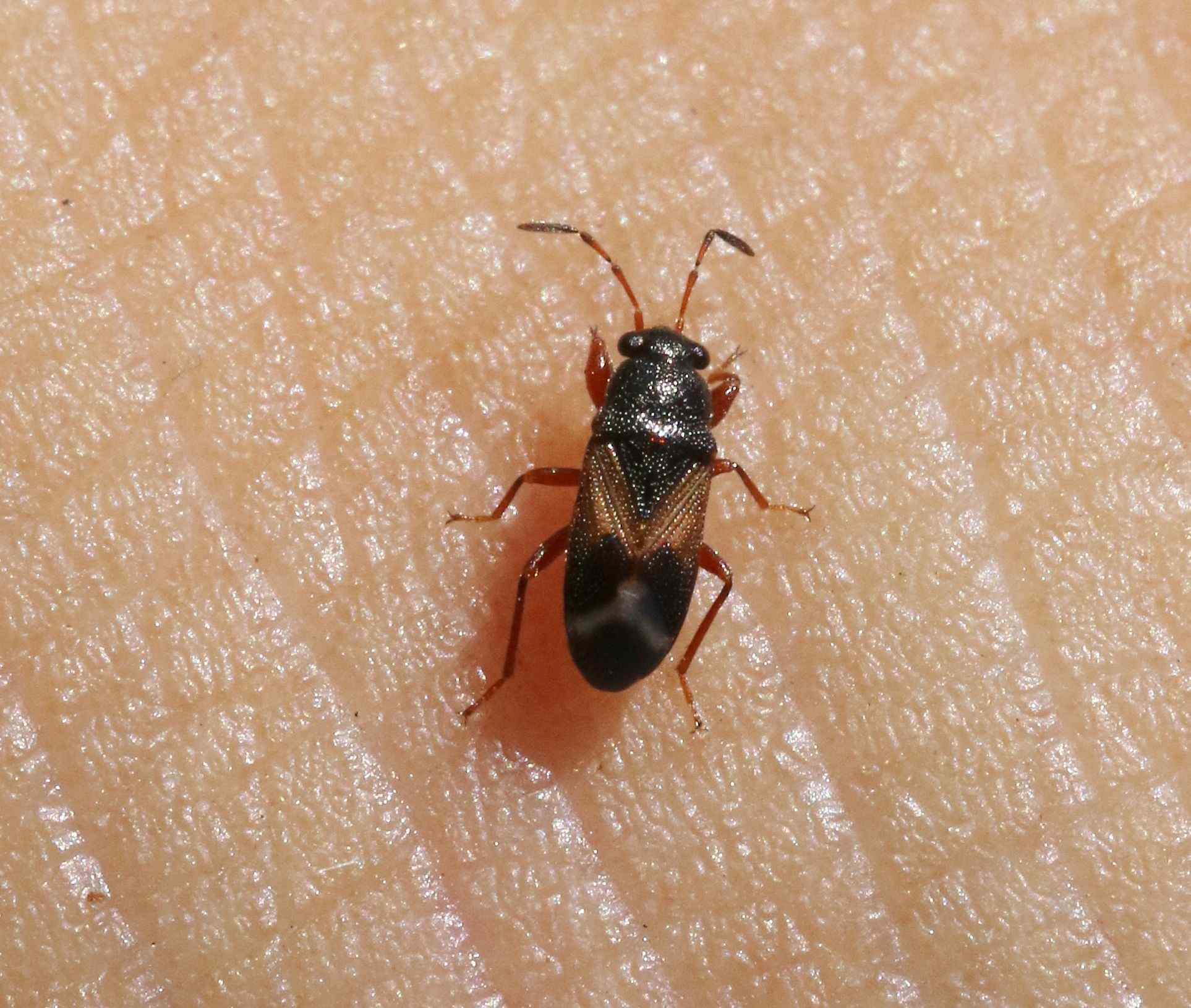 Kolenetrus