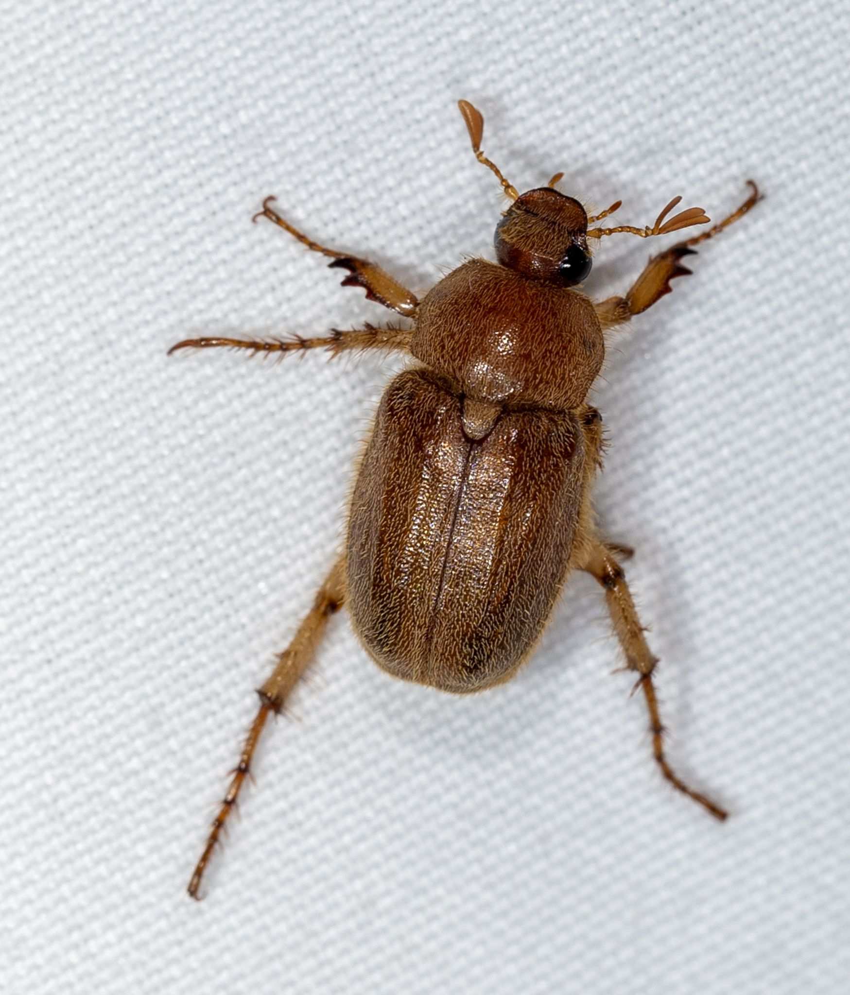 Plectris