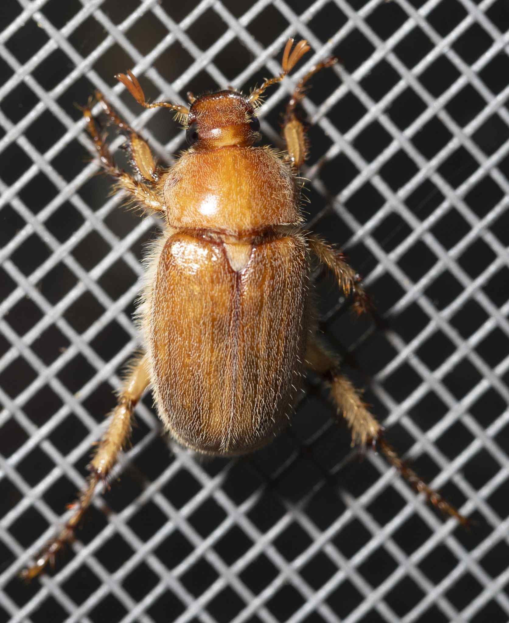 Plectris