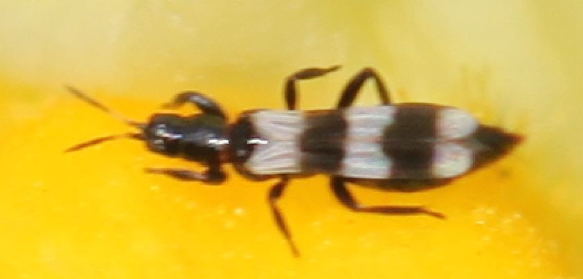 Aeolothrips intermedius