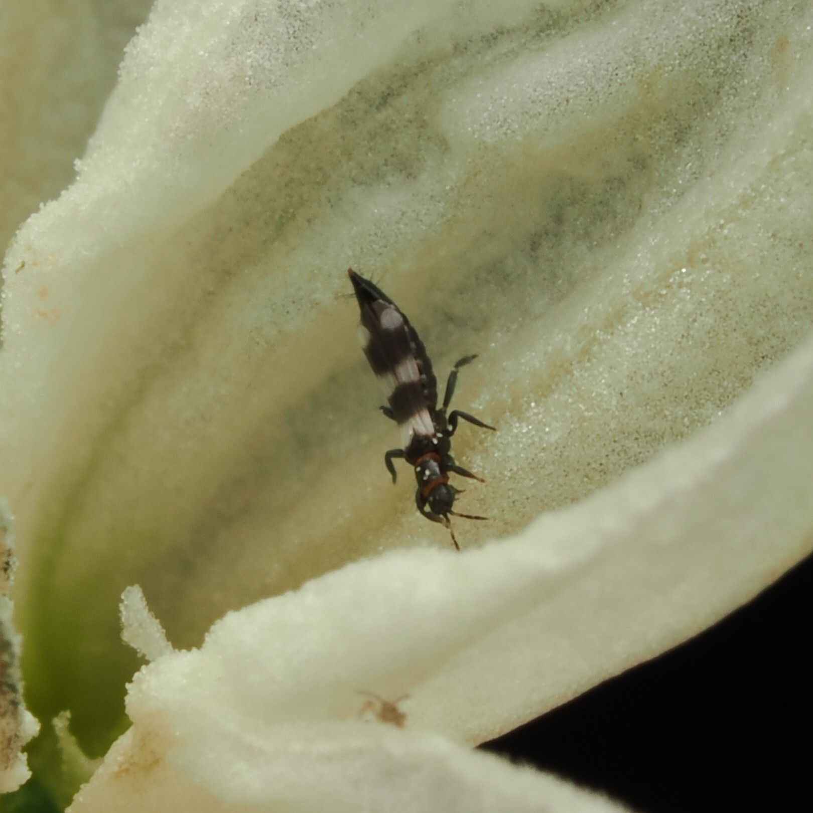 Aeolothrips intermedius