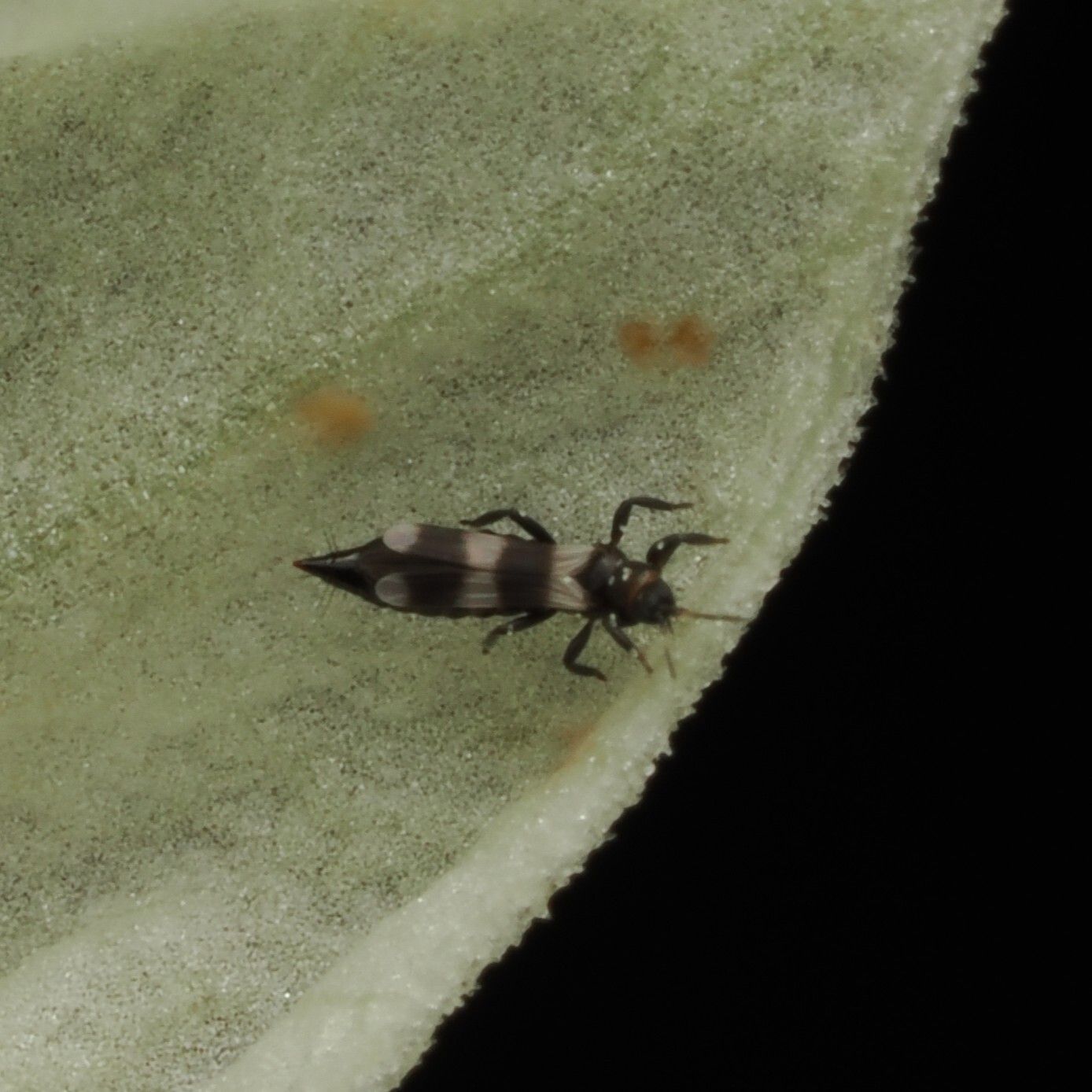 Aeolothrips intermedius