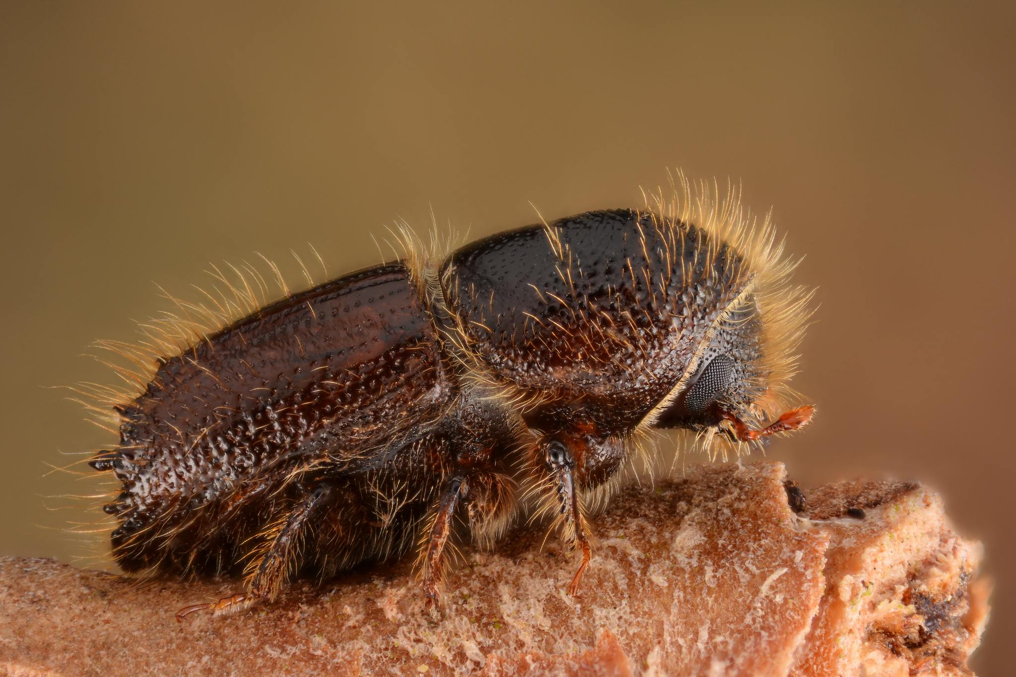 Ips typographus