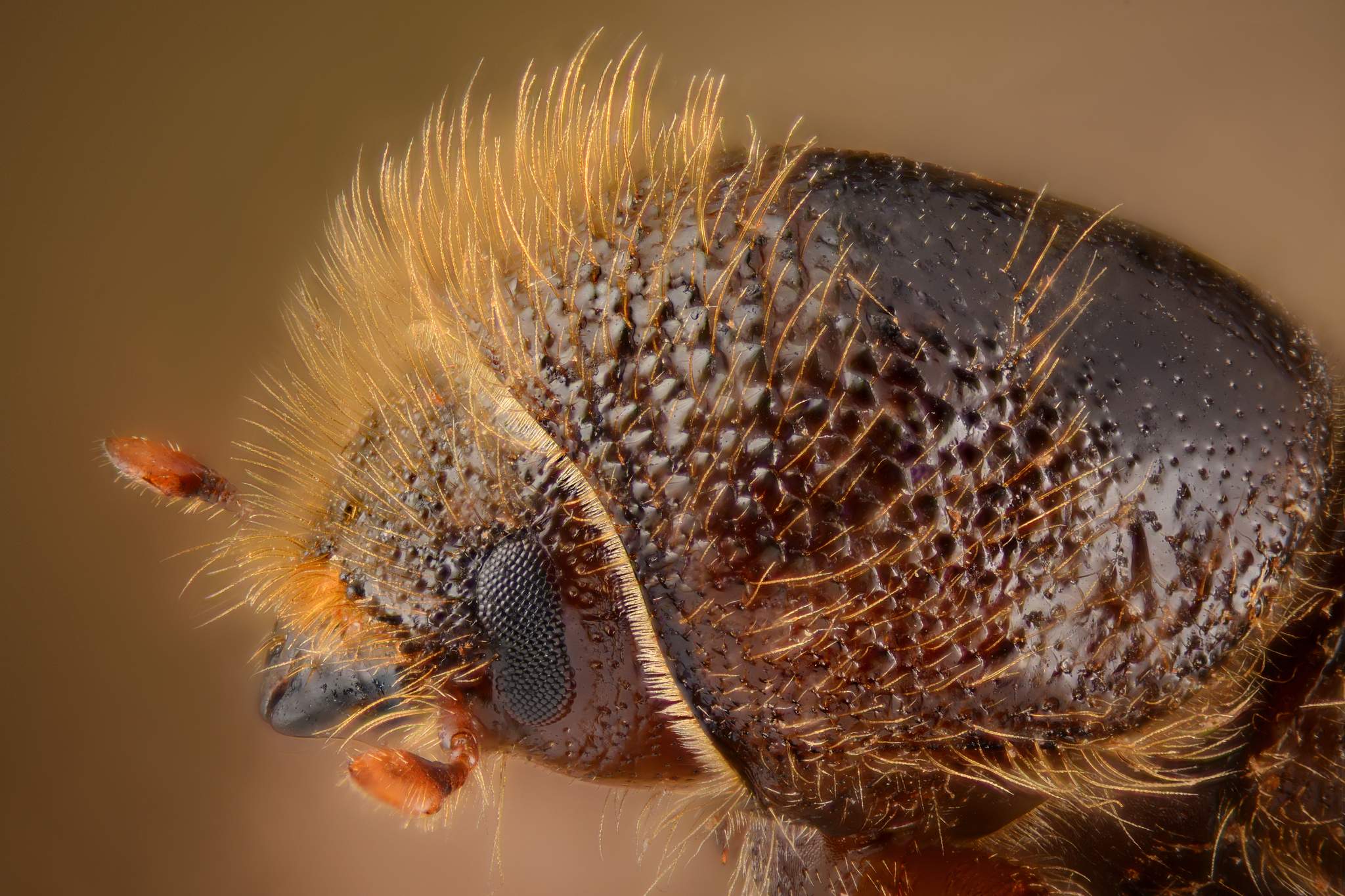 Ips typographus