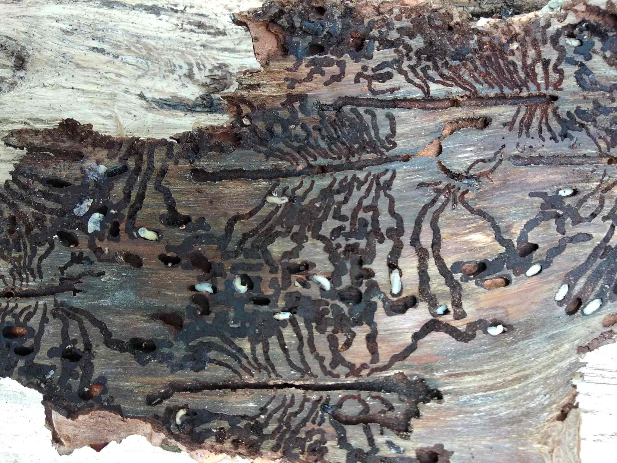 Ips typographus