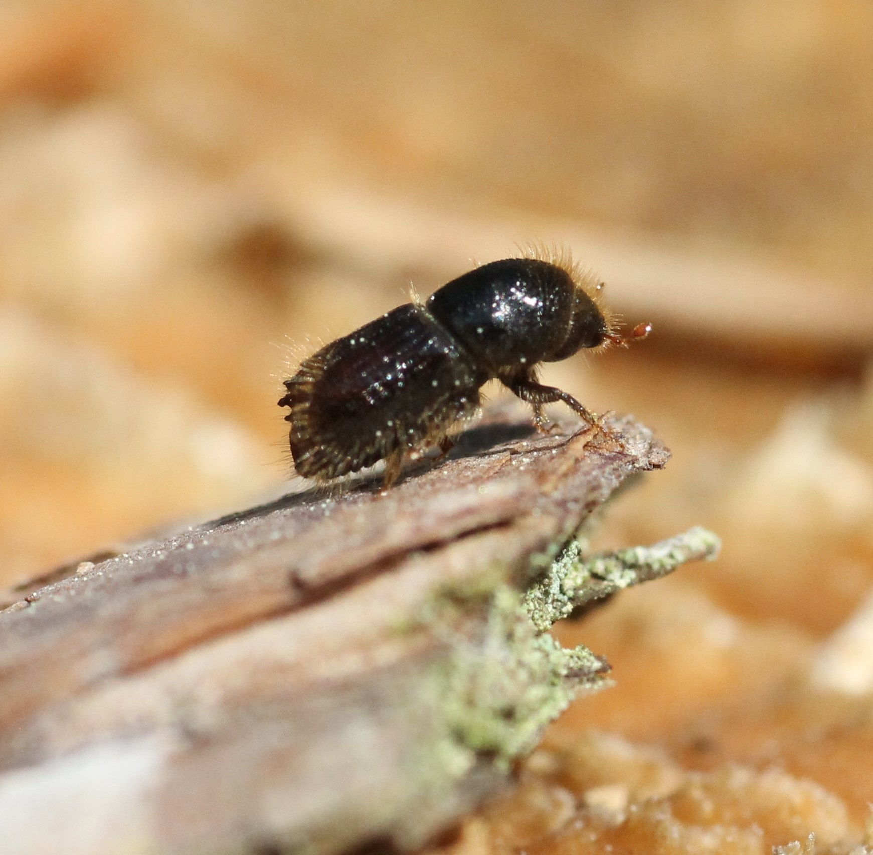 Ips typographus