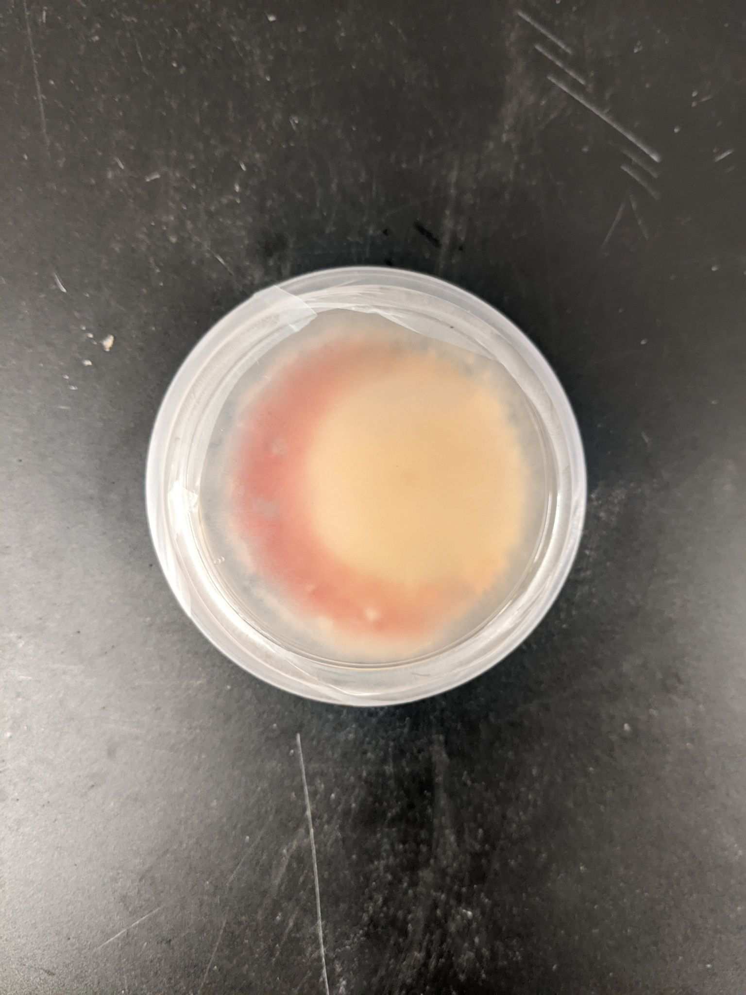 Fusarium stilboides